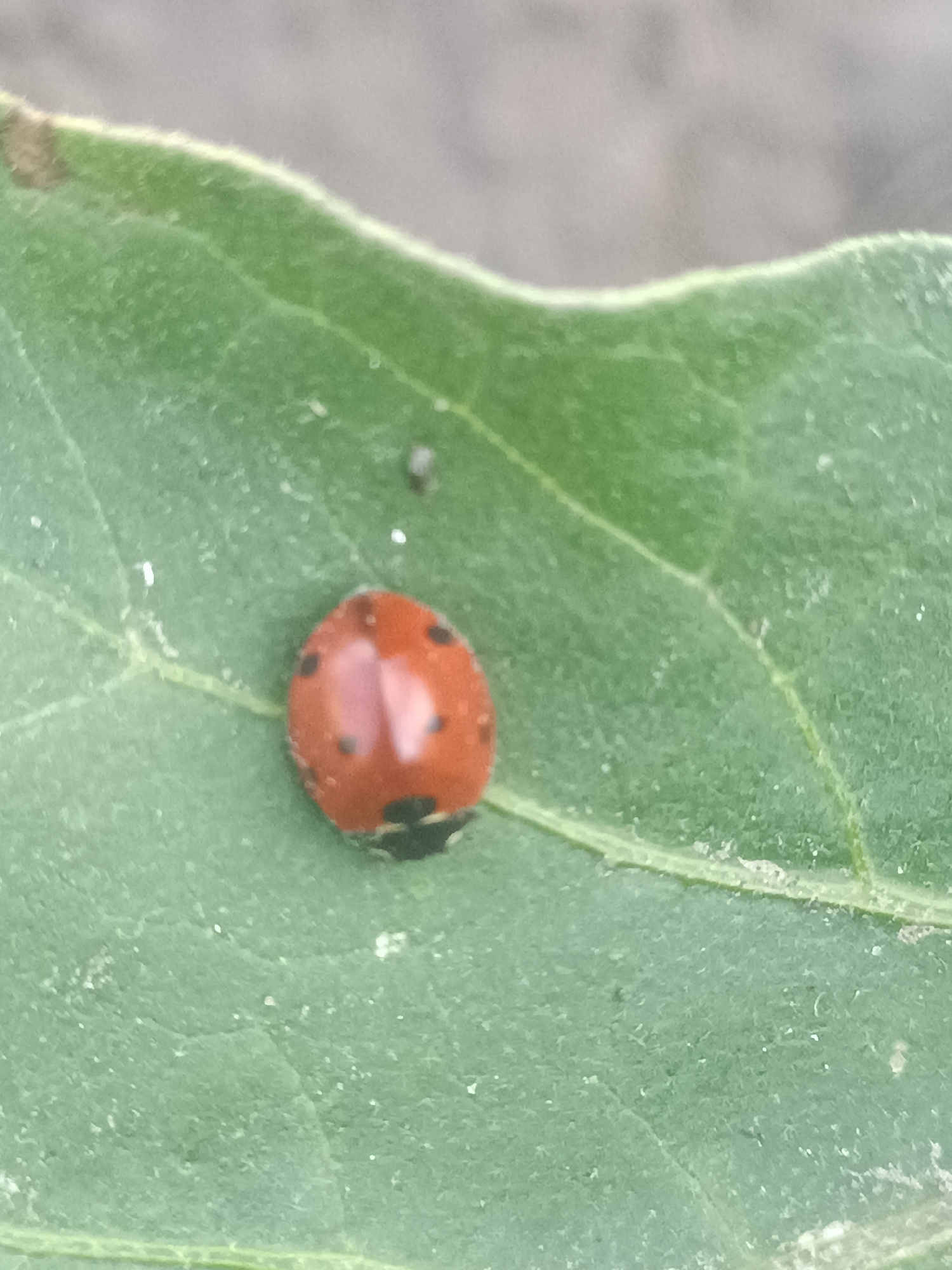 A close-up, top-down view shows a single, small, bright orange ladybug with black spots on its back, resting on a vibrant green leaf. The leaf appears to have visible veins and a slightly fuzzy texture along its edge, which is visible at the top of the frame. The background is a blurred, neutral gray, suggesting an outdoor environment. There are no humans or other discernible objects or actions in the immediate vicinity. The scene is static and focuses solely on the ladybug and the leaf. This image was captured in the city of Dnipro, Ukraine.