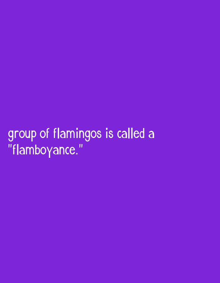 A text-based image with a purple background displays white text. The text reads "group of flamingos is called a 'flamboyance.'" There are no people, objects, or environmental features visible in the image, and it does not depict any location in Suleja, Nigeria.