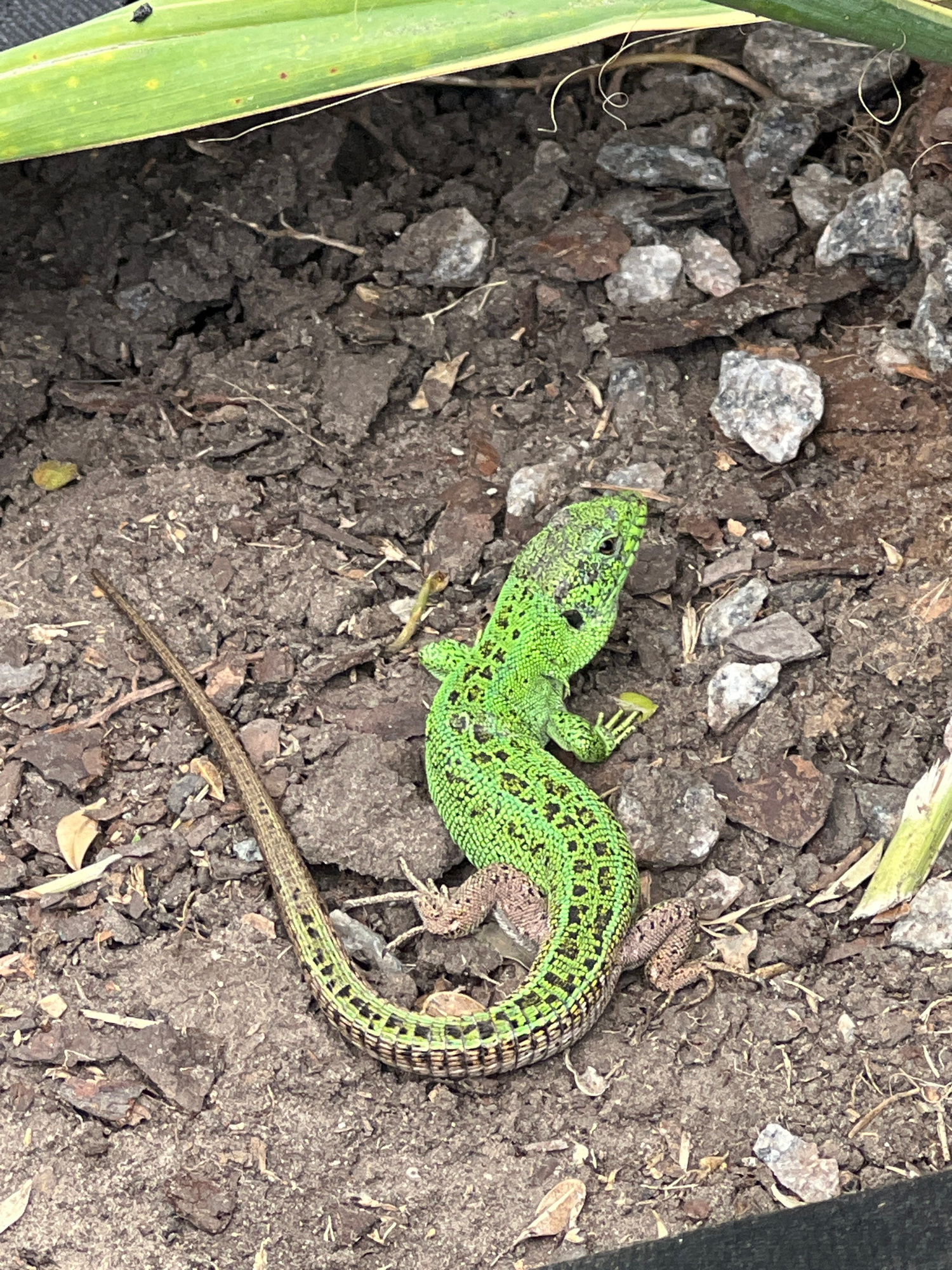 A top-down, medium shot captures a bright green lizard with black speckles resting on dry soil and small stones. The lizard is positioned diagonally in the frame, with its head facing the upper right and its body curving towards the lower left. Its long tail, brown and speckled, extends further left, ending just before the edge of the image. One of its front legs is visible, extended forward and slightly to the right, with a yellow-green toe peeking out. Another front leg is bent underneath its body. The ground is a mixture of dark soil, small gray and brown rocks, and scattered dry leaves and twigs. A broad, green blade of grass or plant overhangs the top of the frame, casting a shadow on the soil below. The lighting suggests it is daytime. The scene is outdoors in an environment resembling a garden bed or a natural patch of ground.