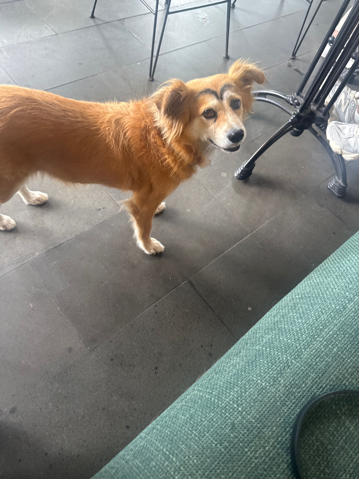 A medium-sized, tan-colored dog with dark markings resembling eyebrows stands on a dark gray tiled floor. The dog is facing the camera, its head tilted slightly to the left. Behind the dog, a black metal table with four legs is visible. To the right of the table, a portion of a light-colored, patterned object, possibly a cushion or bag, is present. In the foreground, the edge of a teal-colored textured surface, likely a sofa or chair, is visible. The image appears to have been taken indoors, possibly in a restaurant or cafe setting in Ubud District, Indonesia.