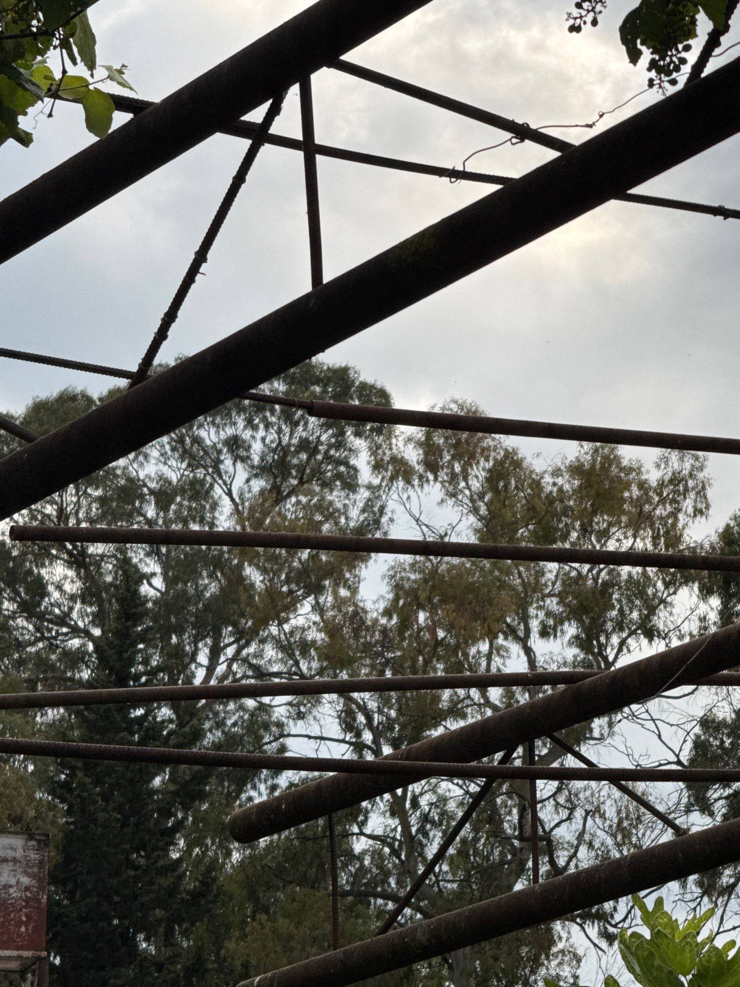 The image depicts a view looking upwards through a rusty metal framework, likely part of an old greenhouse or pergola. The framework is constructed from thick, dark, cylindrical pipes, some of which are angled and interconnected with thinner, rusted metal rods. In the background, behind the structure, are numerous trees with dense foliage, appearing as a green and brown mass against an overcast, pale sky. There is a hint of a white, weathered building on the far left edge of the image. The overall scene suggests an outdoor location, possibly in a state of disrepair or abandonment, in Sokhumi, Abkhazia. There are no people or animals visible in the frame.
