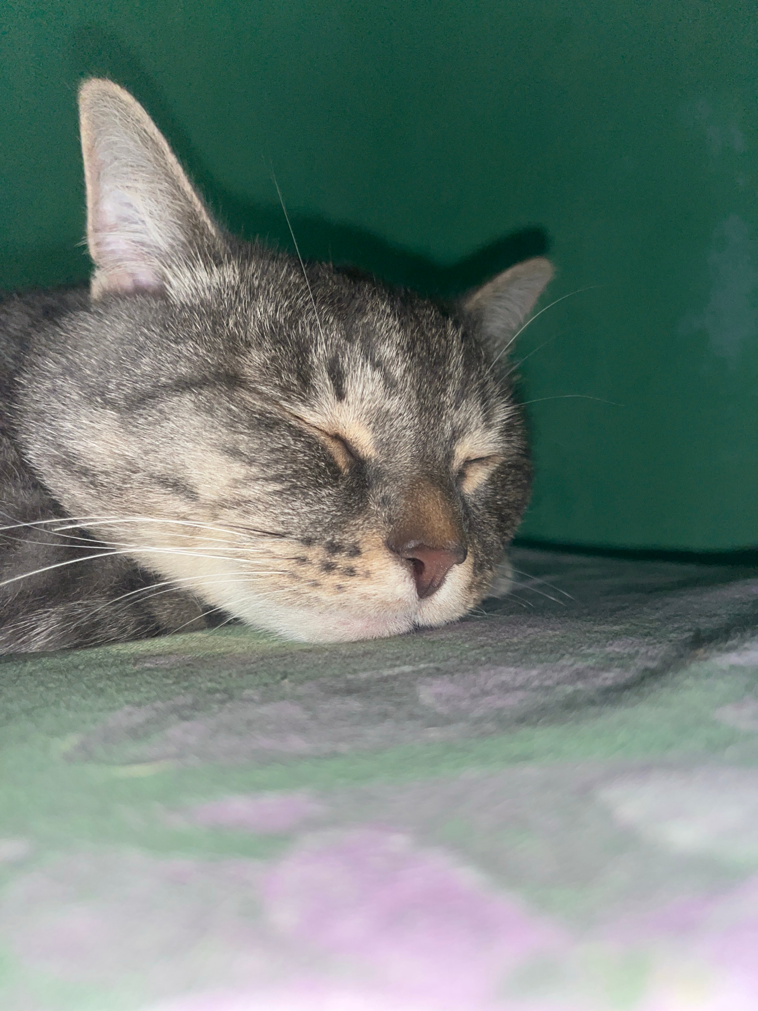 A close-up, side-profile shot captures a tabby cat sleeping peacefully on a soft, patterned surface, possibly a blanket or bed. The cat's eyes are closed, and its head is resting on its paws. The background is a solid, dark green, creating a subtle contrast with the cat's fur. The lighting appears to be soft, casting a gentle shadow behind the cat. The image is taken from a low angle, emphasizing the cat's relaxed posture. There are no people or any other discernible objects present in the scene, besides the cat and its immediate surroundings. The scene does not offer any visual clues that would indicate its location in the city of Nizhny Tagil, Russia.