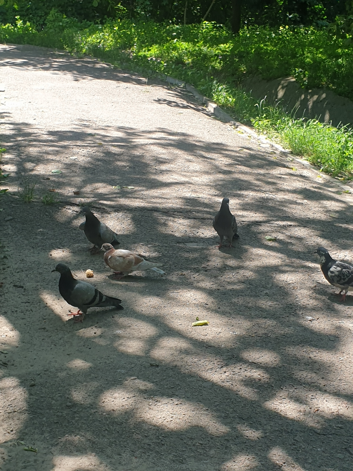 Five pigeons are on a paved path in a park-like setting. The path is mostly shaded by dappled sunlight filtering through trees. On the left, a dark gray pigeon stands facing left, with one red foot visible. Next to it, a pigeon with mottled brown and white feathers stands facing right, with a small piece of food in front of it. Further back and to the right, a dark gray pigeon stands facing away from the viewer. To the right of that, another dark gray pigeon is positioned to the right, facing towards the left. In the far right of the image, a pigeon with black and white speckled feathers stands facing left. The background consists of lush green foliage and trees, with some grass growing along the edge of the path.