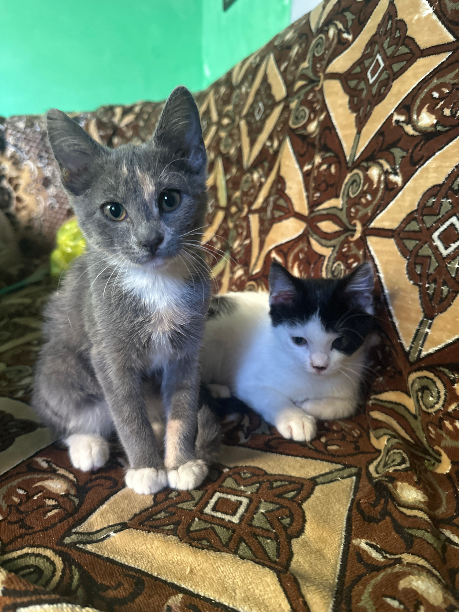 Two kittens are posing on a patterned sofa. A gray calico kitten is on the left, sitting upright with its front paws tucked under its chest. A black and white kitten is on the right, lying down with its head resting on its paws. The sofa is upholstered in a brown and tan fabric with an ornate, repeating pattern. The background is a blurry green wall.