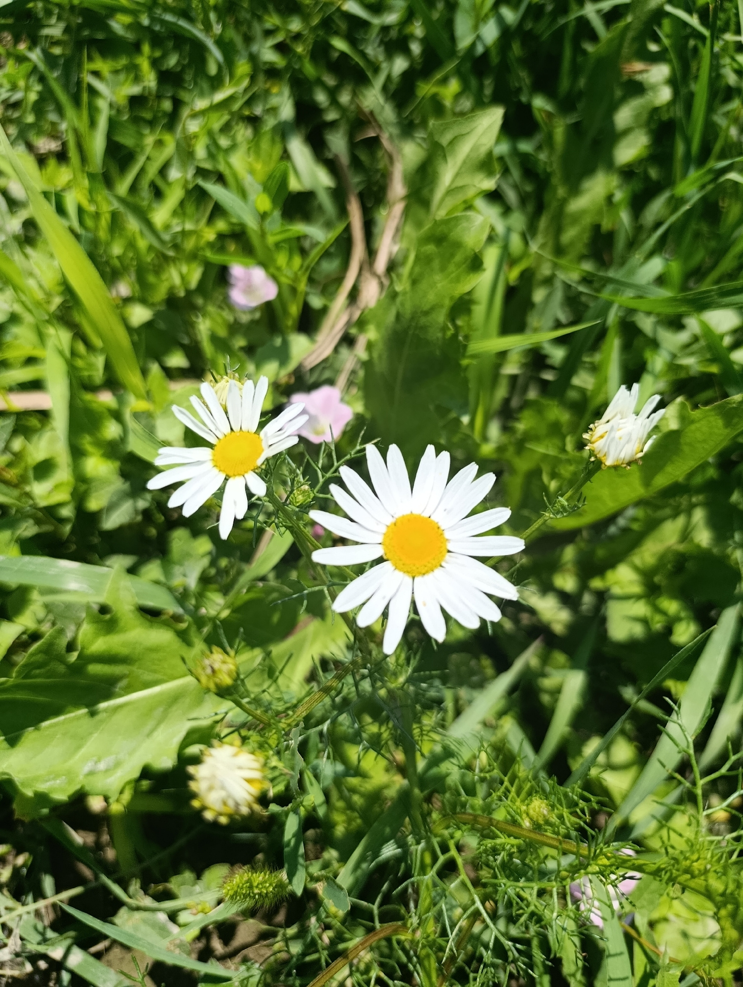 A close-up, high-angle, eye-level shot captures two white daisies with yellow centers in a field of green grass. The daisies are the primary subjects, with one prominently in the center and another to the left. In the background, the grass is lush and varied in texture and shade of green, with hints of other small plants and possibly a few pinkish-purple wildflowers. The lighting suggests it is daytime, with bright sunlight creating highlights on the petals and leaves. There are no people visible in the image. The scene depicts a natural outdoor environment.