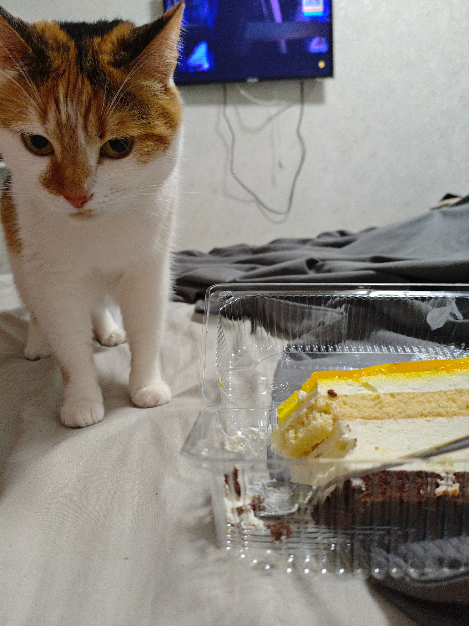 A calico cat is standing on a light-colored, textured surface, possibly a bed or sofa, looking down towards a plastic container of cake. The cat has white fur with patches of orange and black on its head and body. In the container is a slice of cake with layers of white frosting and yellow topping, and a piece of dark chocolate cake underneath. The background shows a grey textured surface, and a wall with a television screen displaying a blue image and some wires. The scene appears to be indoors. No specific location in Kyiv, Ukraine, can be determined from the image.