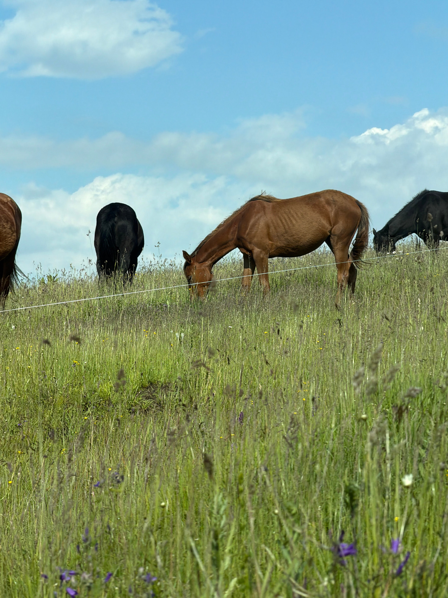 This vertical, eye-level shot depicts a field with a slight incline, populated by four horses grazing on lush green grass under a bright blue sky dotted with white clouds. The horses, two brown and two black, are positioned at varying distances from the camera, with the closest brown horse on the right actively grazing, followed by a black horse further back also grazing, a brown horse in the center with its head down, and a black horse on the far left with its rear facing the camera. A thin white wire runs horizontally across the middle ground, likely a fence, dividing the scene. The foreground is a dense carpet of green grass interspersed with wildflowers, predominantly purple and yellow, with some taller grasses and seed heads swaying gently. The overall impression is one of a serene, pastoral landscape, with no discernible urban elements or specific landmarks that would indicate its presence in Kislovodsk, Russia.