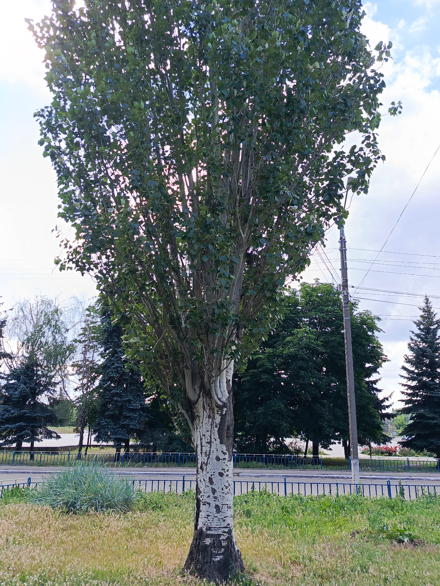 A tall deciduous tree with light-colored bark and green leaves dominates the foreground of this outdoor image. The tree is in full leaf, suggesting it is a warm season. The sun is visible behind the tree's canopy, creating a backlit effect with some lens flare. In the background, there are other trees, including some evergreens, and a power pole with wires. A blue metal fence runs horizontally across the mid-ground, separating the grassy area from what appears to be a street or pathway. The ground in the foreground is covered with dry grass and some green vegetation. The sky is partly cloudy, with the sun breaking through. The overall impression is a natural scene in an urban or suburban setting, possibly a park or roadside. The image appears to have been taken during the daytime, likely late afternoon given the angle of the sun. No people or specific activities are visible, and there is no visible text in the image. The context provided suggests the location is Alchevsk, Ukraine.