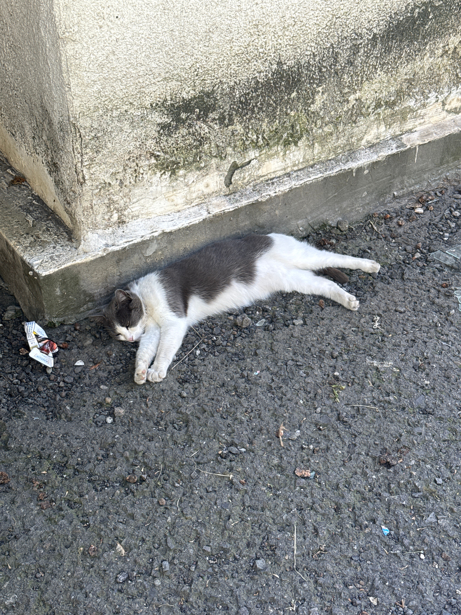 A gray and white cat lies on its back on dark, rough asphalt next to a light-colored, weathered concrete structure. The cat is stretched out with its front paws crossed and its hind legs extended. Its head is turned to the side, with its eyes closed and a relaxed expression. The cat's fur is clean and neatly groomed.
The asphalt is covered in small pebbles and debris. Some dry grass and small twigs are scattered on the ground. Near the cat's hind legs, there is a crumpled piece of white packaging with some red and blue markings. A small, bright blue object, possibly a piece of plastic, is also visible on the asphalt.
The concrete structure appears to be a curb or a low wall. It is textured and stained with dark patches, likely from dirt, moss, or mildew. The edges of the concrete are worn and uneven.
The scene suggests a warm day, as the cat appears to be enjoying the sun or resting comfortably on the warm asphalt. The location appears to be outdoors, possibly in an urban or industrial area, given the presence of asphalt and concrete. There is no visible text on the cat or the surrounding debris that can be clearly deciphered. The overall impression is one of a peaceful moment of rest for the animal in an otherwise unremarkable environment.