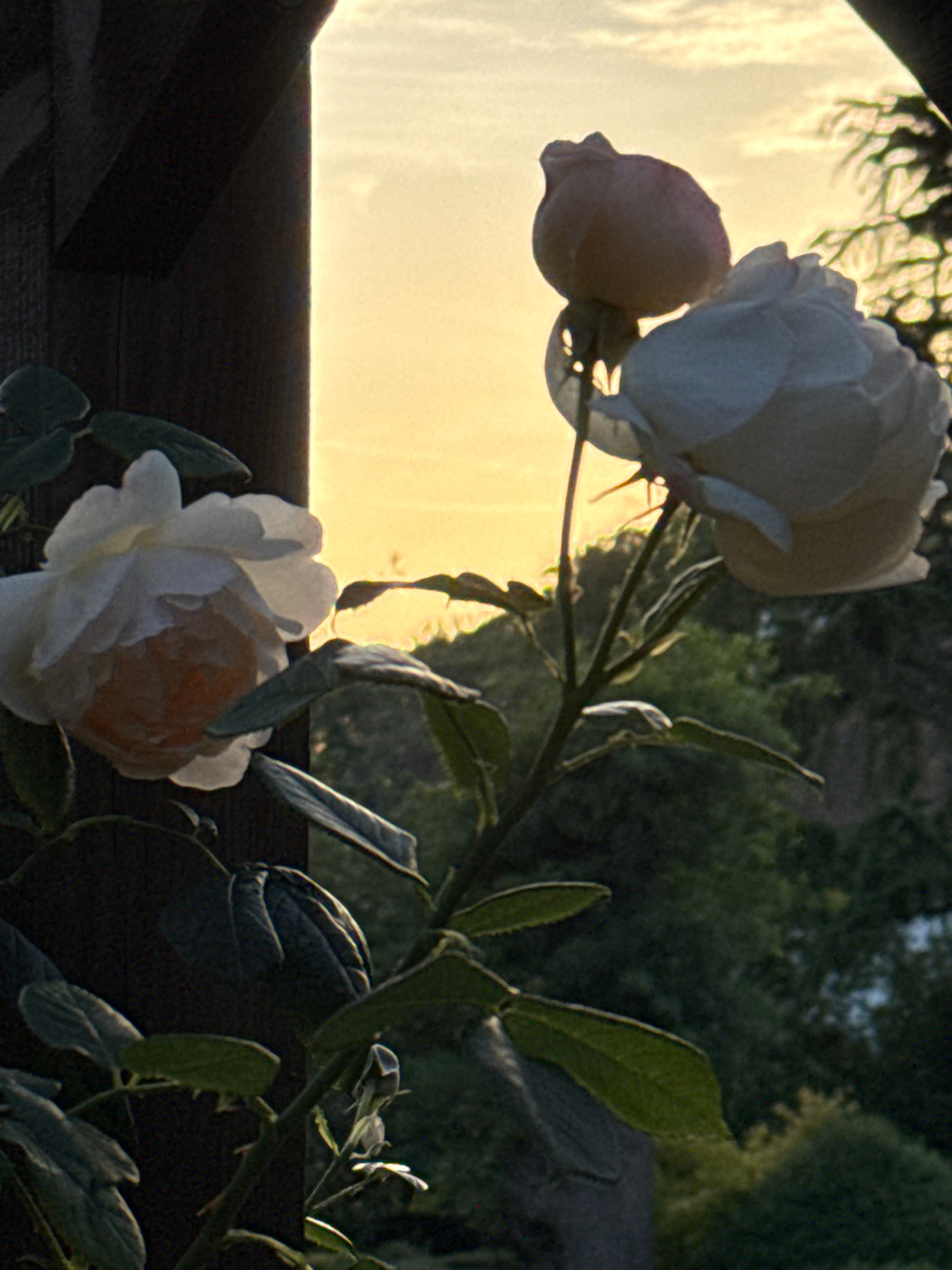 The image shows two light-colored roses, one in focus on the left and one slightly out of focus on the right. The rose on the left is a pale pink and white with visible petals. The rose on the right is a creamy white with a hint of pink, its petals appearing softer and less defined. Both roses are on thorny stems with green leaves, some of which are silhouetted against a soft yellow sky. A dark wooden structure, possibly part of a pergola or arbor, is visible on the left edge of the frame. The background is blurred and consists of dark green foliage and trees, suggesting an outdoor garden setting. The lighting indicates either sunrise or sunset. There is no indication of a specific location in the city of London, United Kingdom. There are no people or actions depicted in the image.