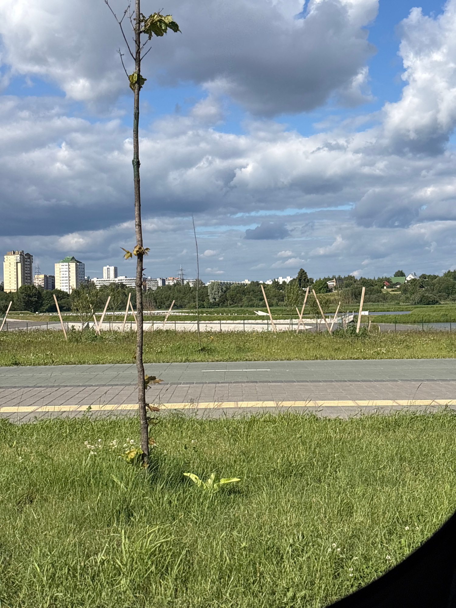 The image depicts a young tree in the foreground, its thin trunk sparsely leafed, set against a backdrop of a cloudy sky and a city skyline. In the middle ground, there is a paved area with a yellow stripe, suggesting a sidewalk or bike path, bordered by green grass. Beyond this, wooden stakes are arranged in a pattern, possibly marking out an area or providing support for young trees. Further in the distance, a body of water is visible, lined with trees and vegetation. The skyline is dominated by several tall apartment buildings, characteristic of Minsk, Belarus. The overall scene suggests an urban park or newly developed area undergoing landscaping.