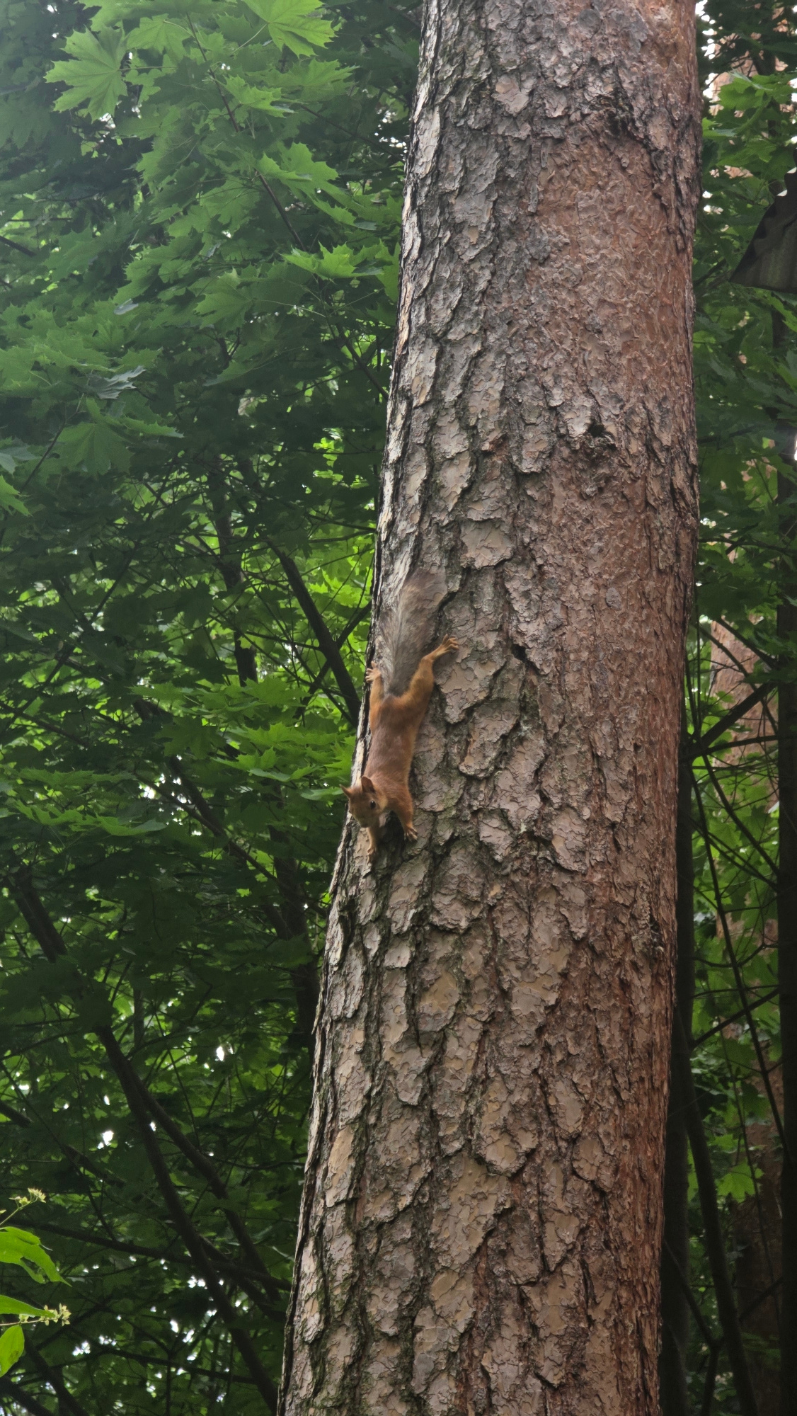 The image shows a squirrel climbing down a large tree trunk. The tree has rough, textured bark and is surrounded by green foliage. The squirrel is reddish-brown with a bushy tail and is positioned on the lower half of the tree trunk, facing downwards. The background consists of out-of-focus green leaves and branches, suggesting a wooded environment. The lighting appears to be natural daylight, possibly overcast, as there are no harsh shadows. There are no people or man-made structures visible in the image. The scene is likely an outdoor natural setting in Il’inskiy, Russia, given the context provided, implying a park or forest area.