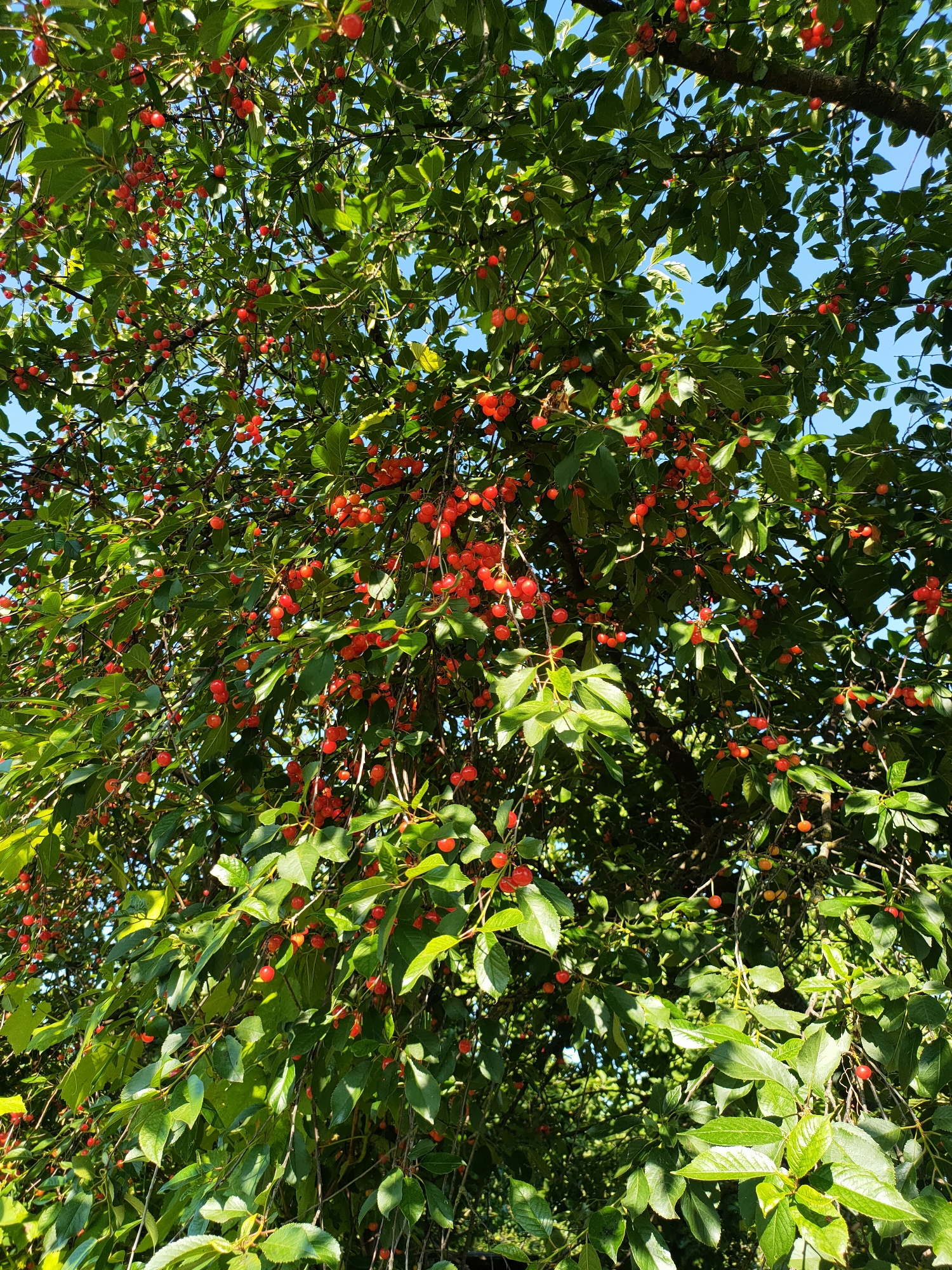 The image shows a cherry tree laden with ripe red cherries, viewed from below looking up into the branches against a clear blue sky. The leaves are a vibrant green, and sunlight filters through them, creating dappled patterns. The scene is natural and appears to be outdoors. The image does not provide specific information about a location within the city of Nosivka, Ukraine.