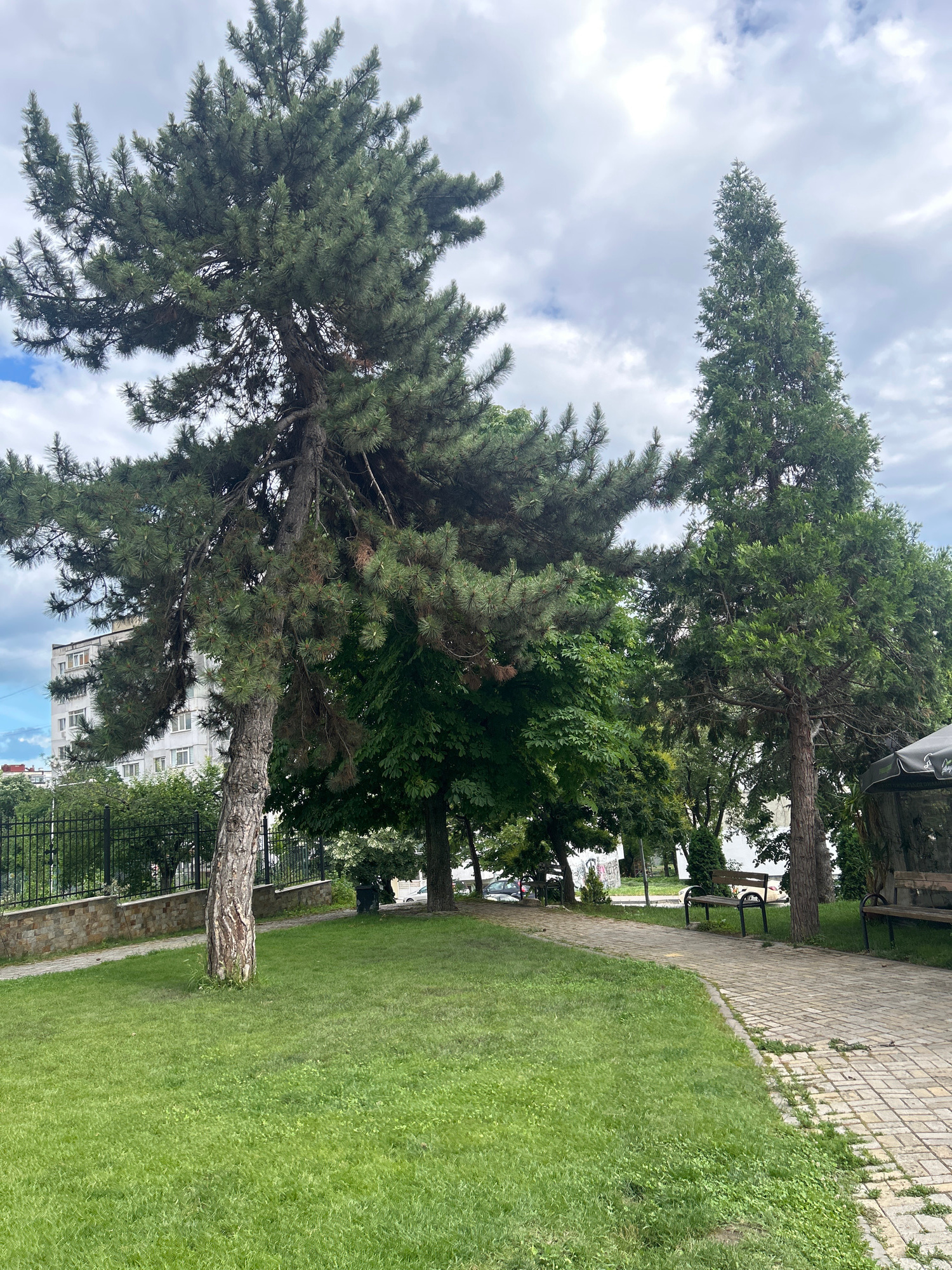 The image depicts a park area in Varna, Bulgaria, with a paved walkway curving to the right. Two wooden benches with black metal frames are visible along the walkway, one partially obscured by a tree. Lush green grass covers the foreground and extends around the walkway. Several trees are prominent in the scene, including a large pine tree with dense foliage in the left mid-ground and a tall, slender evergreen tree to its right. In the background, a multi-story building with a light-colored facade stands behind a black metal fence and a stone wall. The sky is overcast with visible clouds. No people or specific actions are depicted in the image.