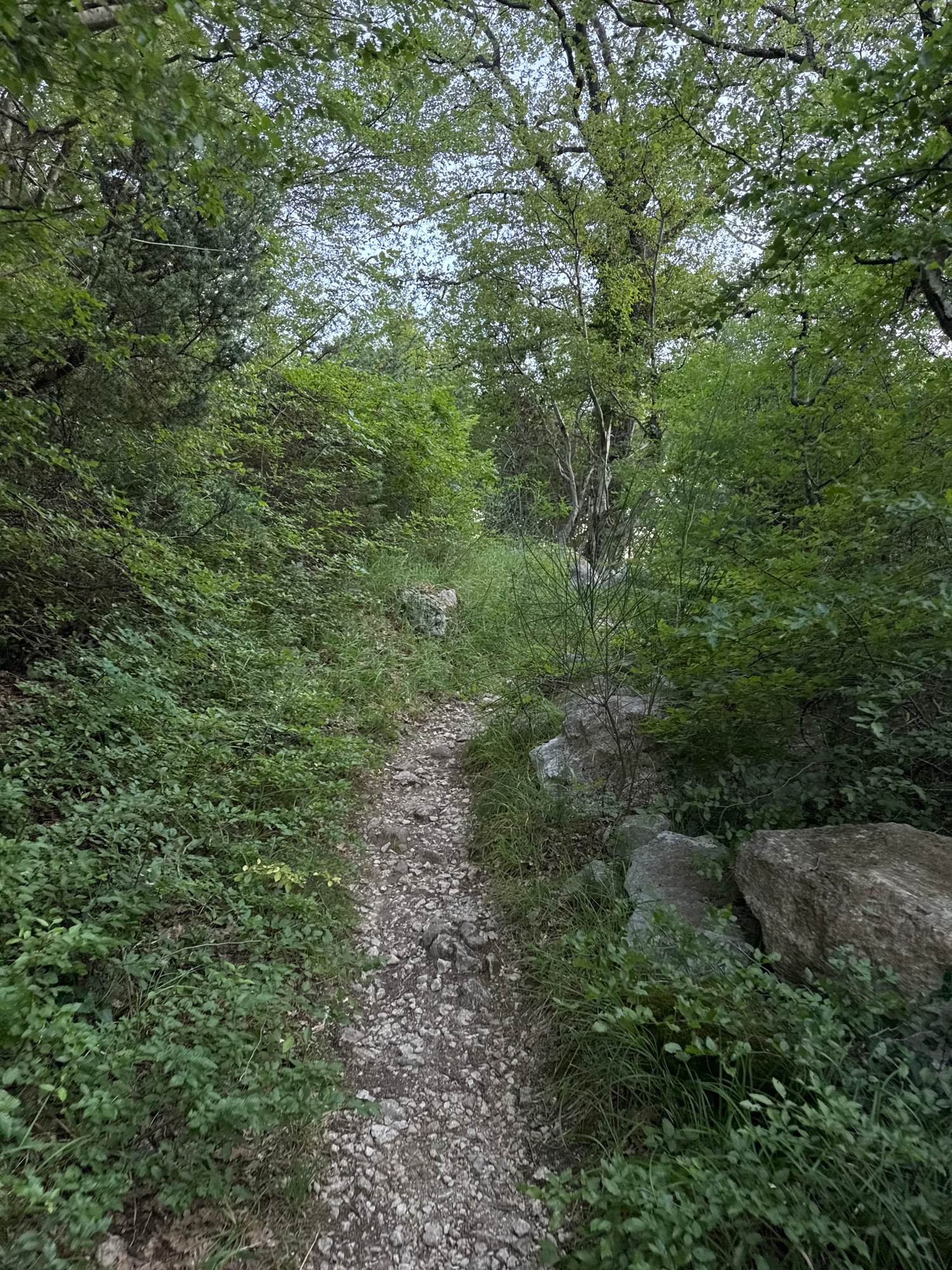 The image shows a narrow, unpaved path winding through a dense forest. The path is covered in gravel and small stones, with lush green foliage crowding both sides. Large rocks are visible along the edges of the path, interspersed with grass and low-lying bushes. Tall trees with dense canopies form a natural ceiling, filtering the light and creating a shaded, somewhat dim atmosphere. The overall scene depicts a natural, overgrown trail within a wooded area. The location in Rafailovići, Montenegro is not discernible from the visual information present in the image.