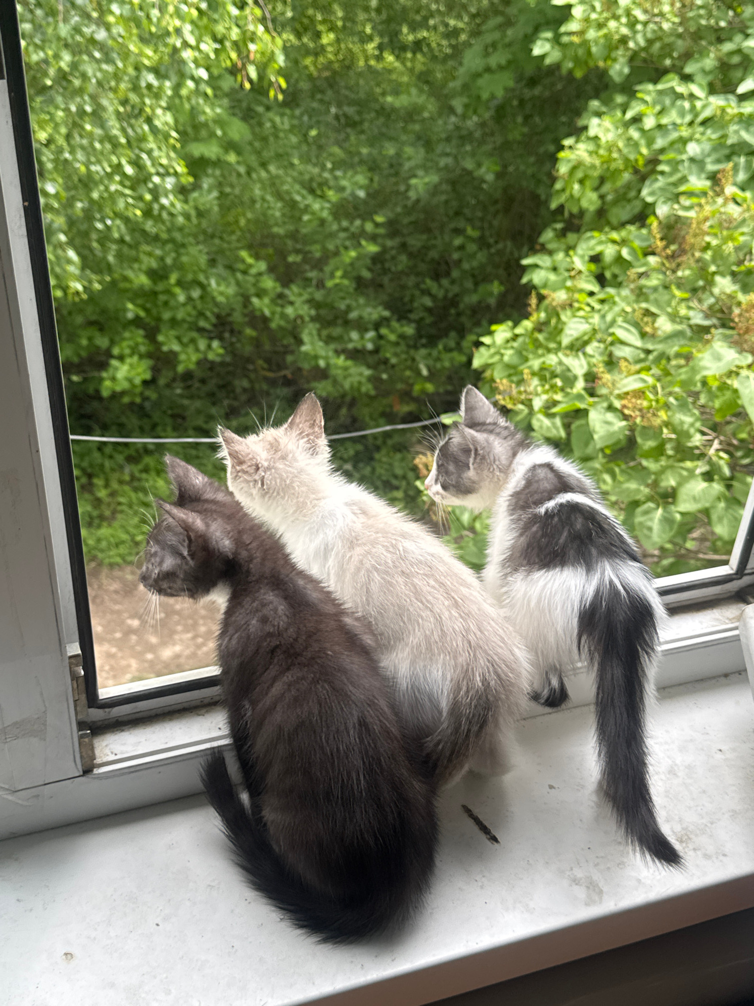 Three kittens are perched on a white windowsill, looking out a window at lush green foliage. A dark grey kitten is on the left, a cream-colored kitten is in the middle, and a black and white kitten is on the right. The scene is set outdoors in Zaokskiy, Russia, suggesting a peaceful, domestic environment. The focus is on the kittens' curious gazes, hinting at their engagement with the outside world.