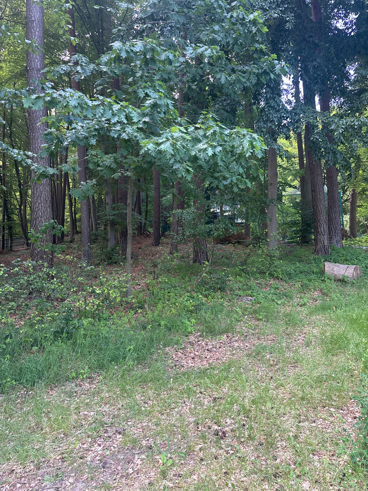 The image depicts a sun-dappled forest floor with a variety of trees, including tall pines and oaks with broad green leaves. The ground is covered in a mix of green grass and fallen brown leaves. In the background, there are glimpses of structures through the trees, suggesting a park or recreational area. A single log lies on its side in the middle right of the image, its bark weathered and gray. The overall scene is one of a natural, wooded environment within an urban setting.