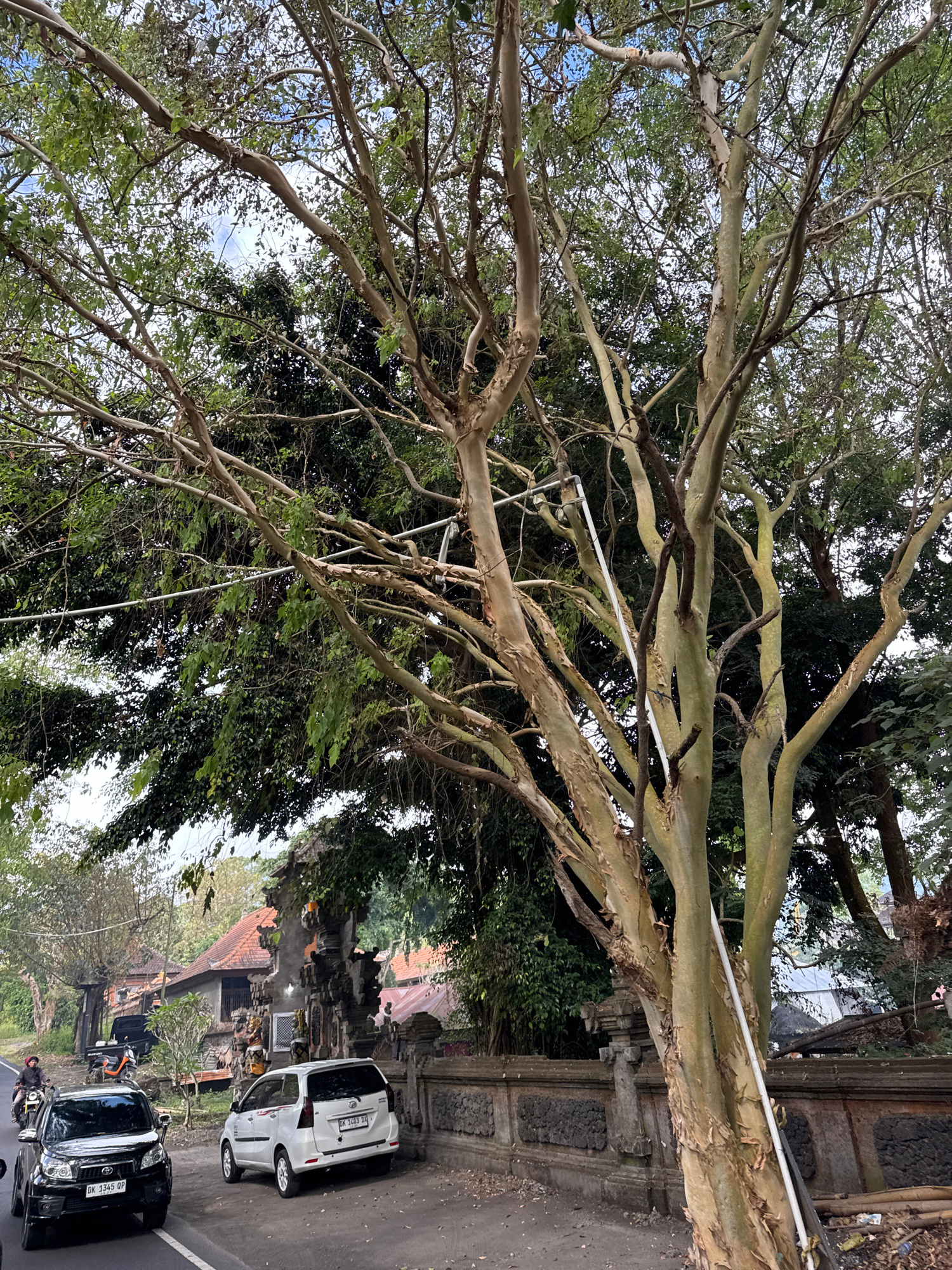 A medium-shot vertical photograph shows a large, light-barked tree with numerous branches dominating the foreground, obscuring parts of the background. The tree has peeling bark and sparse leaves, with many bare branches visible. Behind the tree, a complex stone archway leads to traditional Balinese buildings with red-tiled roofs. Several vehicles are parked on the side of a paved road, including a black SUV, a white van, and a motorcycle. A person is riding a motorcycle on the left side of the road. A stone wall with intricate carvings separates the road from the buildings. The environment appears to be a rural or semi-urban area in Kintamani, Indonesia, with lush green foliage and a cloudy sky.