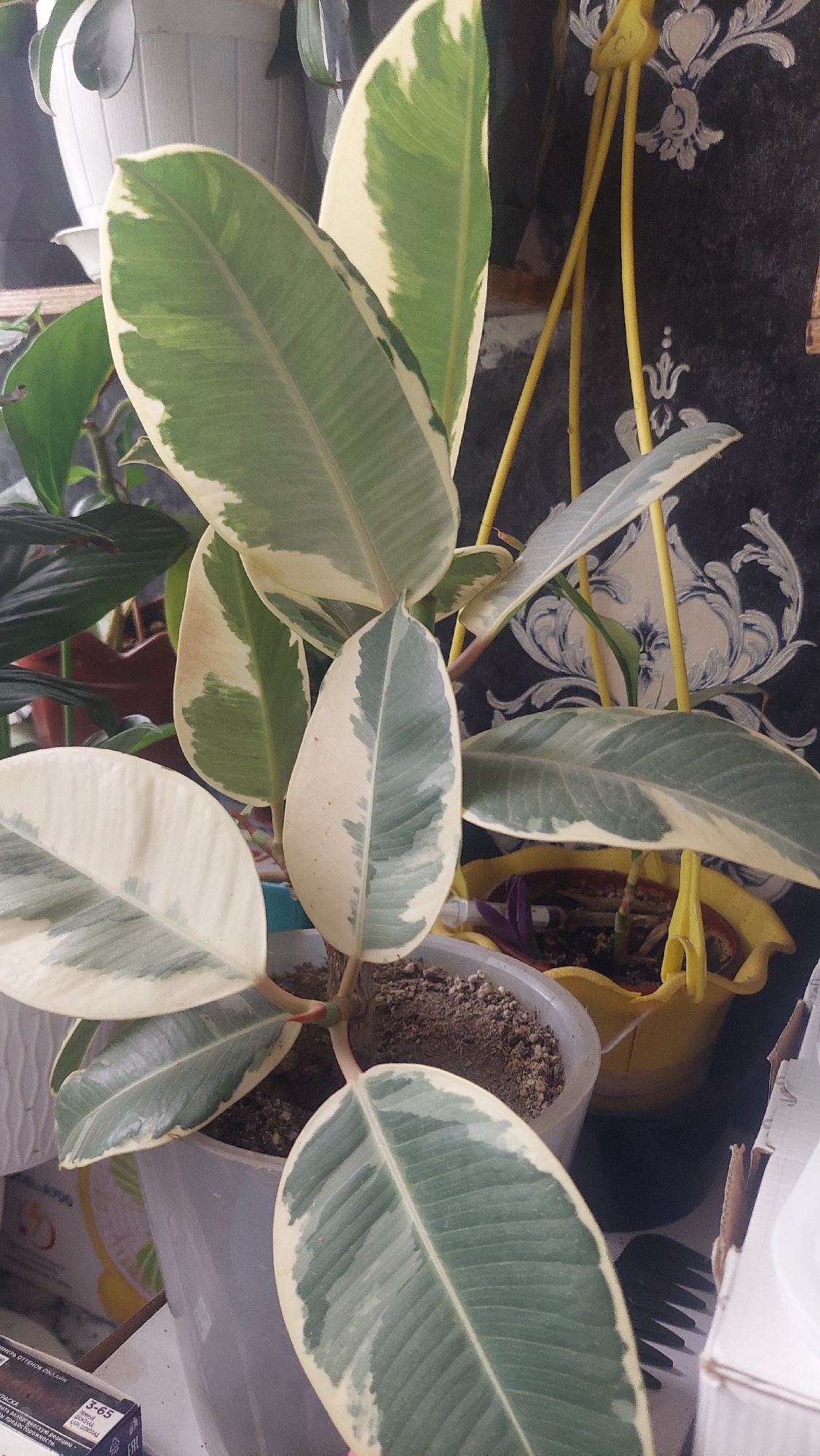 A close-up, high-angle, vertical shot shows a variegated Ficus elastica plant with large, glossy leaves. The leaves are a mix of deep green and creamy white, with the white variegation appearing along the edges and in irregular patches on the surface. The plant is in a light gray pot filled with dark soil, and the pot sits on a surface that appears to be a table or shelf.
Behind the Ficus, other plants are visible, including one with long, dark green leaves in a darker pot. A bright yellow plastic watering can or planter is situated to the right, with what appears to be another plant inside. Yellow support stakes or a watering can spout extend upwards behind the Ficus. The background features a dark, patterned wallpaper with a damask-like design in gray and white.
To the lower left, a portion of a white box or package is visible with Cyrillic text and a barcode, suggesting this scene is likely in a residential or indoor setting. The lighting is somewhat harsh, casting shadows and highlighting the sheen on the leaves. The overall impression is of a well-cared-for indoor plant.
No specific location in the city of Angren, Uzbekistan, can be determined from the image alone.