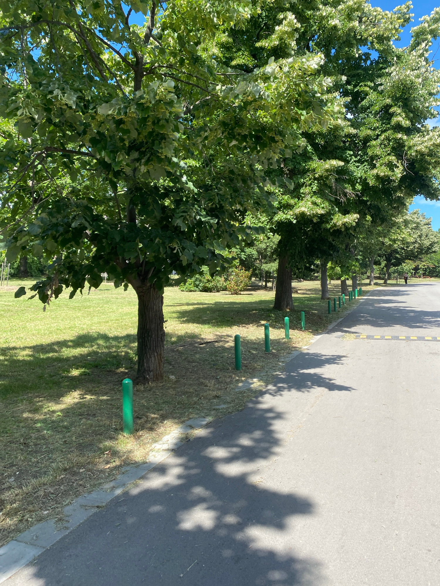 The image depicts a park-like setting with a paved path or road running alongside a grassy area lined with trees. Several short, green posts are spaced evenly along the edge of the grass, separating it from the path. The trees are lush and green, casting dappled shadows on the pavement, indicating it is a sunny day, likely midday. The sky is blue with a few wispy clouds. The overall impression is one of a pleasant, well-maintained outdoor space.
In the foreground, the trunk and branches of a large tree are visible, with its leaves dominating the left side of the frame. Further down the path, more trees are visible, creating a sense of depth. The yellow and black striped markings on the edge of the road suggest a traffic or safety zone. The shadows of the trees are long and distinct, reinforcing the idea of bright sunlight. The location is identified as Varna, Bulgaria, suggesting a park or public area within the city. No people are visible in the image. The scene is peaceful and natural, with no indication of any specific event taking place beyond a typical day in a park. The weather appears to be warm and clear.