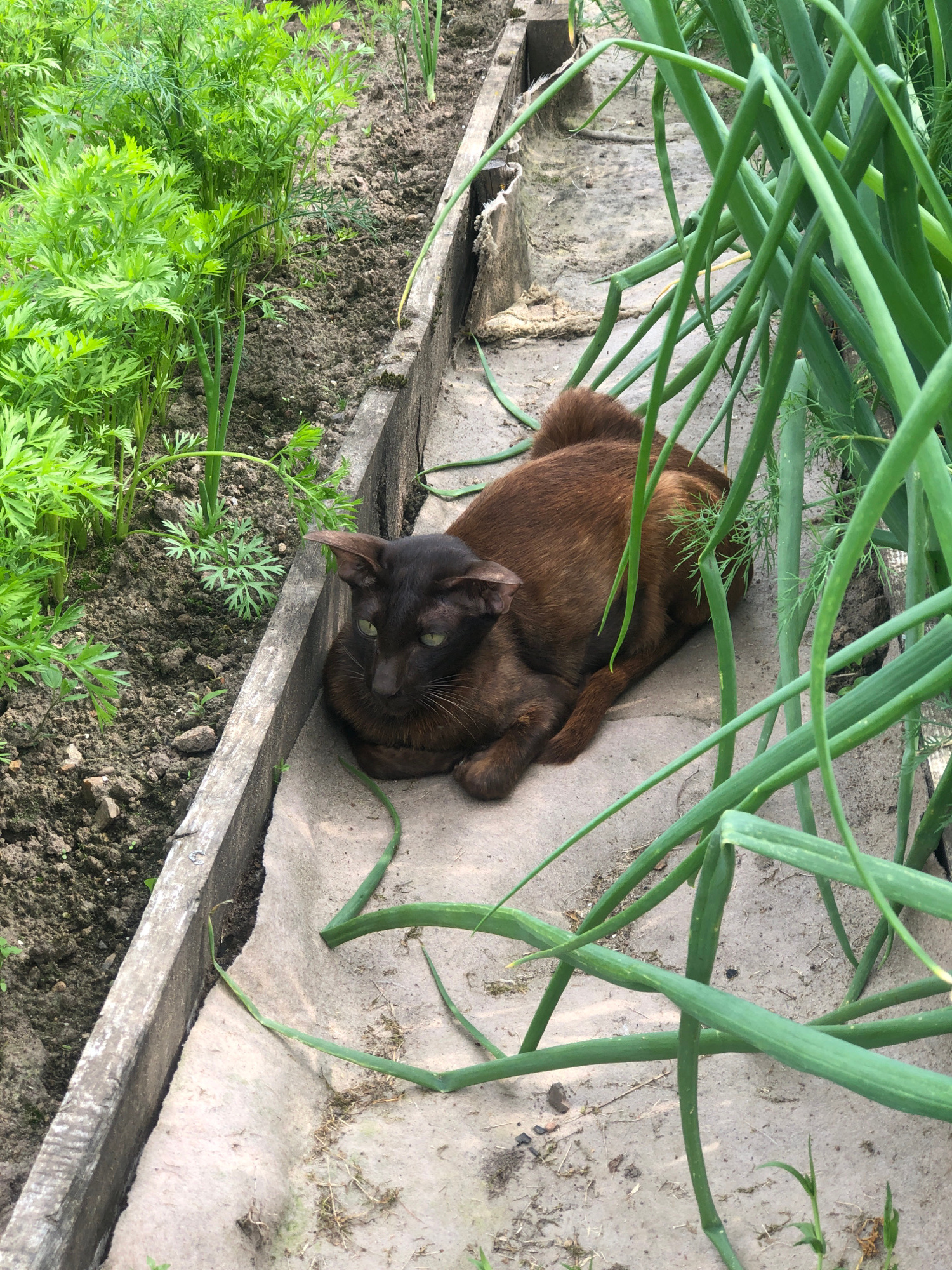 A short-haired, brown cat with green eyes is resting on a concrete path next to a garden bed. The garden bed contains rows of green carrots and what appear to be onions. The cat is curled up and facing to the left, with its head resting on its paws. The scene is outdoors, with natural light illuminating the area. The concrete path is worn and appears to be part of a garden or allotment in Zhukovo, Russia.