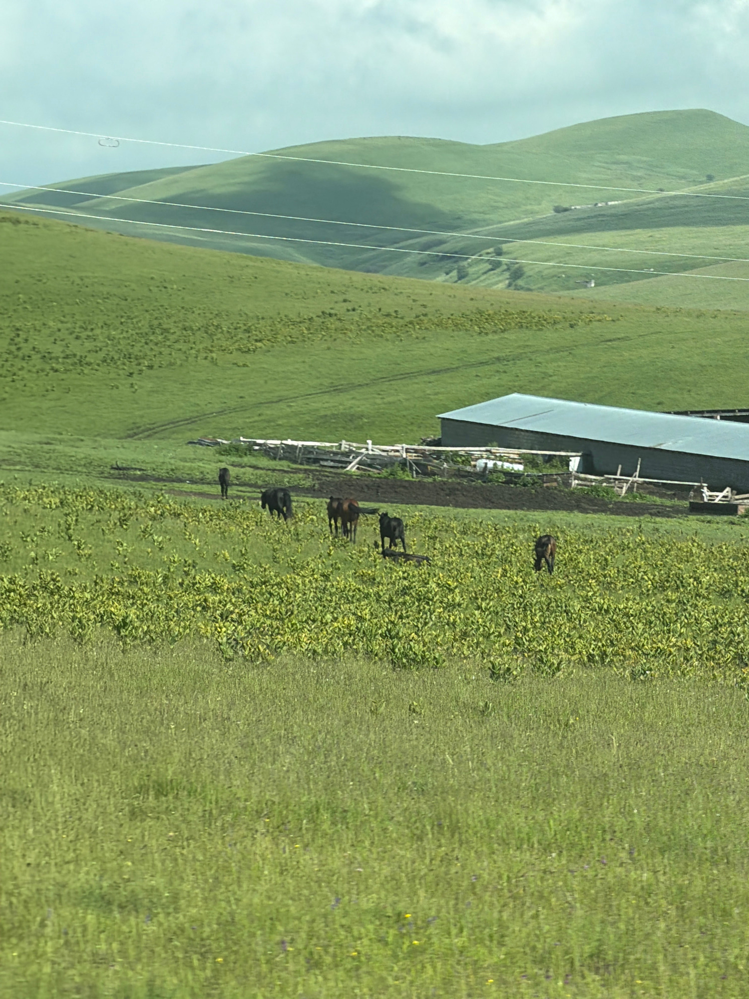The image depicts a pastoral landscape under a cloudy sky. Rolling green hills dominate the background, with power lines stretching across them. In the mid-ground, a large barn with a metallic roof is visible, situated behind a fence. Several horses are scattered across a field of green vegetation in front of the barn. The foreground is a field of tall, green grass with a few small purple and yellow wildflowers. The overall scene suggests a rural, possibly agricultural setting. This image does not contain any elements that allow for the identification of its location within the city of Pravoberezovskii, Russia.