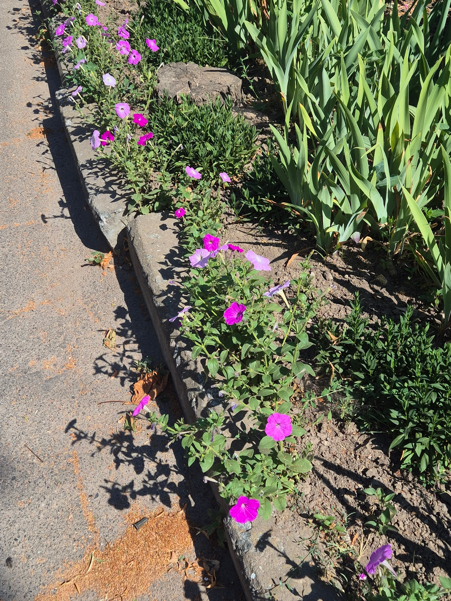 In Sozonivka, Ukraine, a sunlit planter box runs alongside a paved pathway. The planter box contains a variety of green foliage and numerous vibrant pink and purple petunia flowers. The path is made of asphalt and is scattered with light-colored debris, possibly pine needles or wood shavings. A concrete curb separates the path from the planter. The scene is captured from a medium-low angle, with long shadows cast by the plants and objects onto the path, indicating a bright, sunny day.