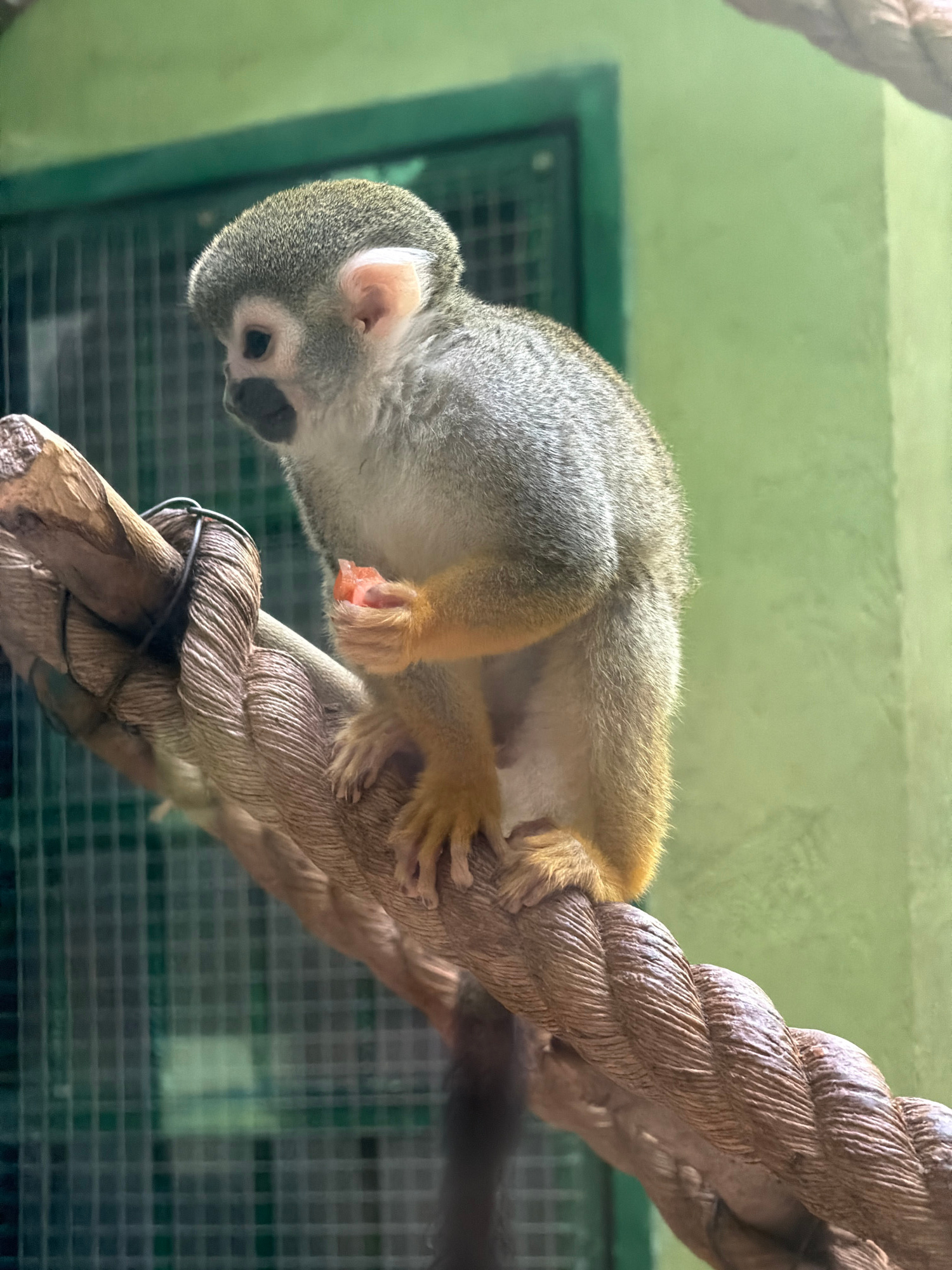 A squirrel monkey with grey and tan fur is perched on a thick, textured rope that is angled across the frame. The monkey is holding a small piece of reddish-orange food in its right hand, which it is looking down at. Its left hand rests on the rope. The monkey's face is mostly white with dark markings around its eyes and muzzle. The background consists of a light green wall and a dark green metal cage. The scene is lit with artificial light, casting shadows on the rope and the monkey.