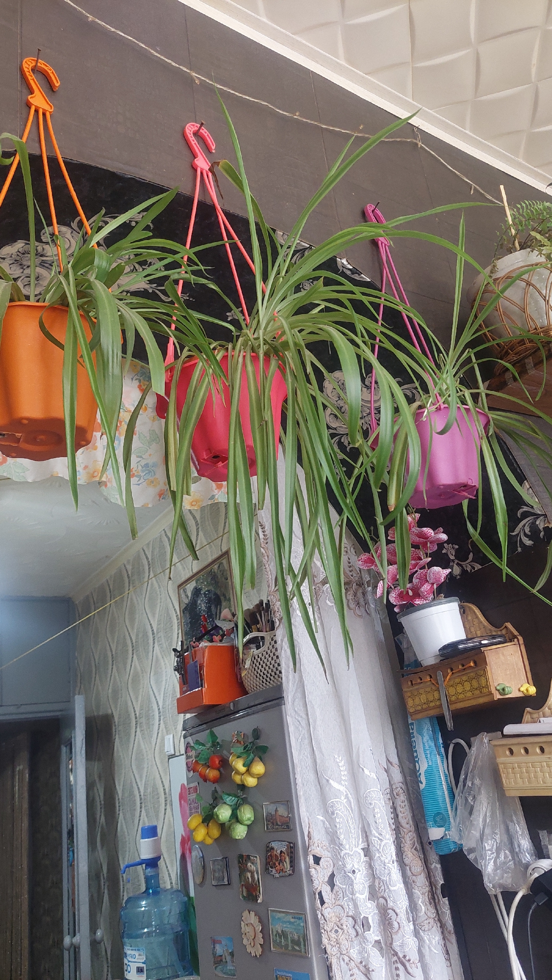 This image depicts an indoor scene, possibly a kitchen or living area, featuring several hanging spider plants in brightly colored pots: orange, pink, and magenta. The plants are suspended from hooks attached to a dark, textured wall, with a white, textured ceiling above. In the background, a refrigerator is visible, adorned with various magnets, including faux fruit magnets and decorative magnets depicting landscapes. A large blue water bottle with a dispenser is positioned to the left of the refrigerator. To the right of the refrigerator, sheer white curtains with intricate lace patterns hang.
The scene suggests a home environment. Without further visual cues, it is impossible to ascertain the specific location within the city of Angren, Uzbekistan. The image does not contain any individuals.