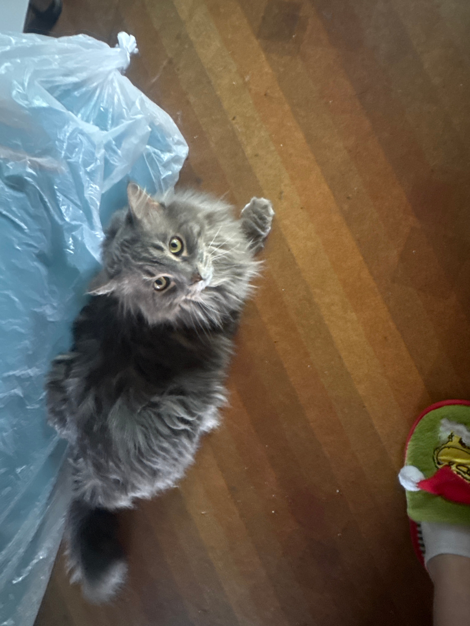 A medium-shot, high-angle, eye-level, over-the-shoulder view shows a fluffy gray cat on a wooden floor next to a light blue plastic bag. The cat is looking up at the camera with wide, yellow-green eyes. Its ears are perked forward, and its mouth is slightly open. The cat's fur is long and shaggy, and it has a long, bushy tail. The plastic bag is partially crumpled and appears to be empty. In the lower right corner of the image, a fuzzy slipper with a Grinch design is visible, along with a human ankle and foot. The wooden floor is made of planks laid diagonally and shows some dust particles. The lighting is moderate.