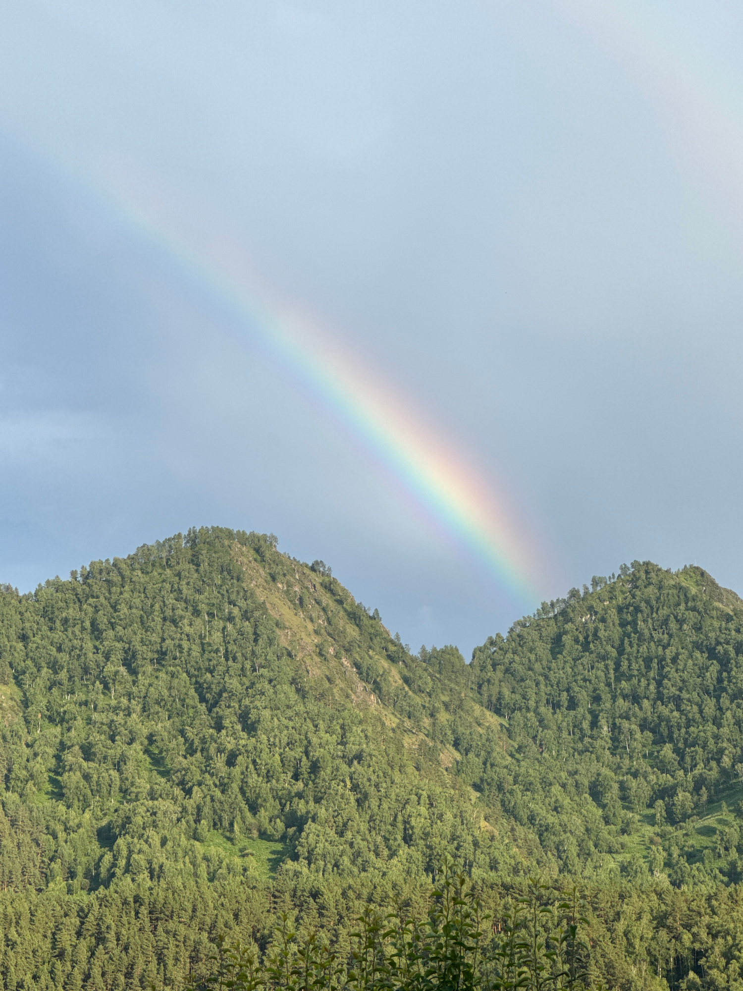 This is a vertical, full shot of a rainbow arching across a pale blue sky. The rainbow appears in the upper left quadrant of the image, and its colors are vibrant. On the right side of the image, a lush, green mountainside is visible. The mountain is covered in dense trees, and the foliage is a rich, deep green. The sunlight is bright, suggesting it is daytime, and the clear sky indicates fair weather. The scene evokes a sense of wonder and natural beauty, with the rainbow serving as a striking focal point against the verdant backdrop of the mountain. There is no visible text in the image.