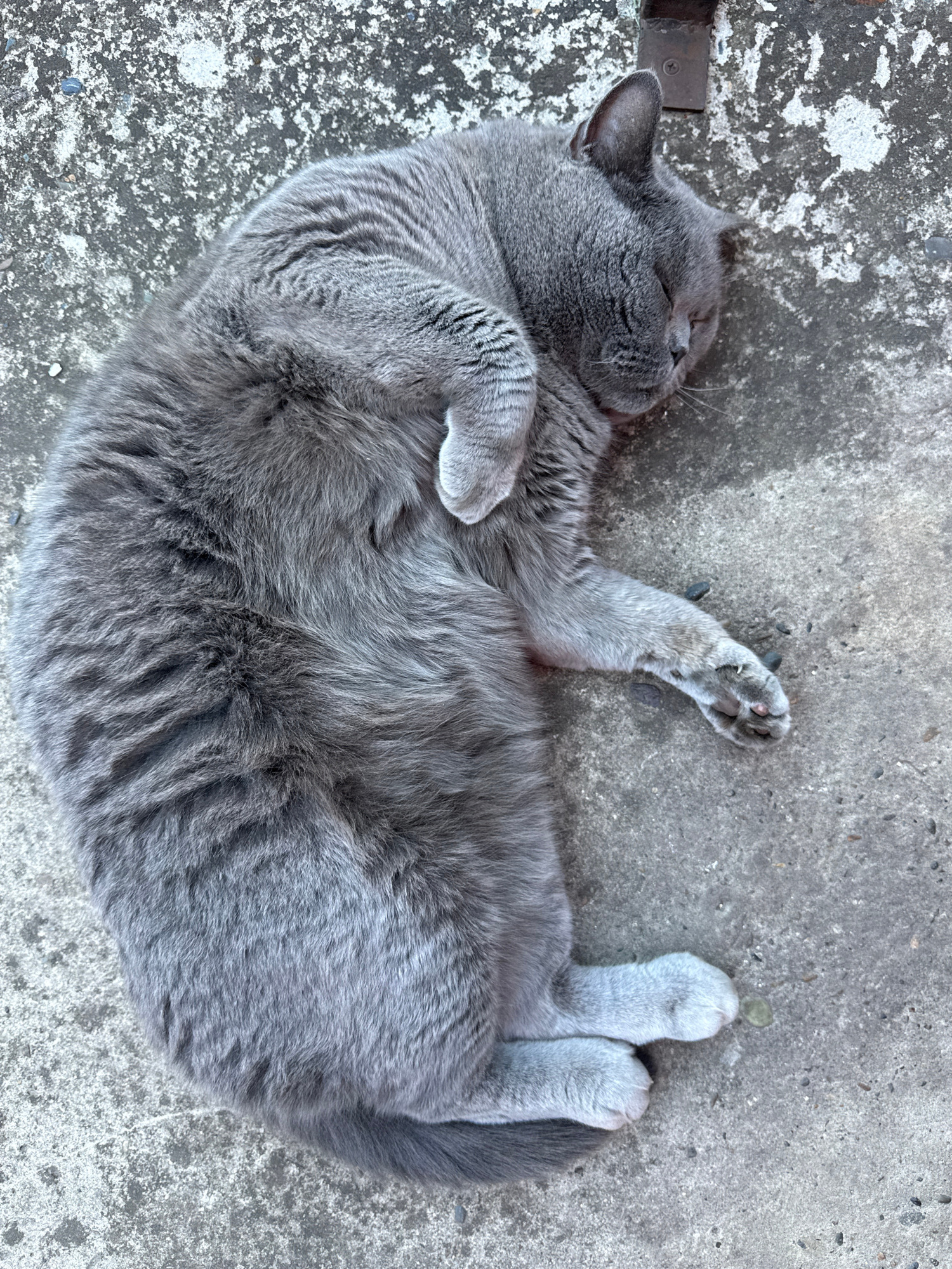 A gray cat is sleeping curled up on a concrete surface. The cat is on its side with its eyes closed and its body tucked in. The concrete surface is textured and appears to be outdoors, possibly a sidewalk or patio. There is a metallic object visible at the top edge of the image, partially obscured by the cat's ear. The lighting suggests it is daytime. No people are visible in the image. The location is not specified within the city of Gorno-Altaysk, Russia.