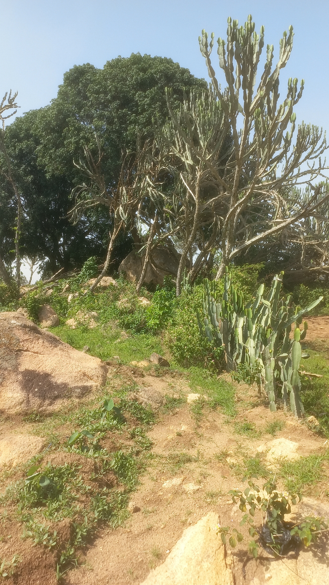 The image depicts a dry, rocky landscape with sparse vegetation, characteristic of the semi-arid environment found in parts of Kwang, Nigeria. Dominating the scene are several tall, branching succulents, likely euphorbias, their spiny arms reaching towards a clear blue sky. To the left, a large, dense tree with dark green foliage provides a stark contrast to the arid surroundings. The ground is covered with dry soil, scattered rocks, and patches of short, dry grass. In the mid-ground, smaller cacti-like plants grow in clusters amongst more rocky outcrops and low-lying green bushes. The overall impression is one of a harsh, yet resilient ecosystem, thriving under the African sun.