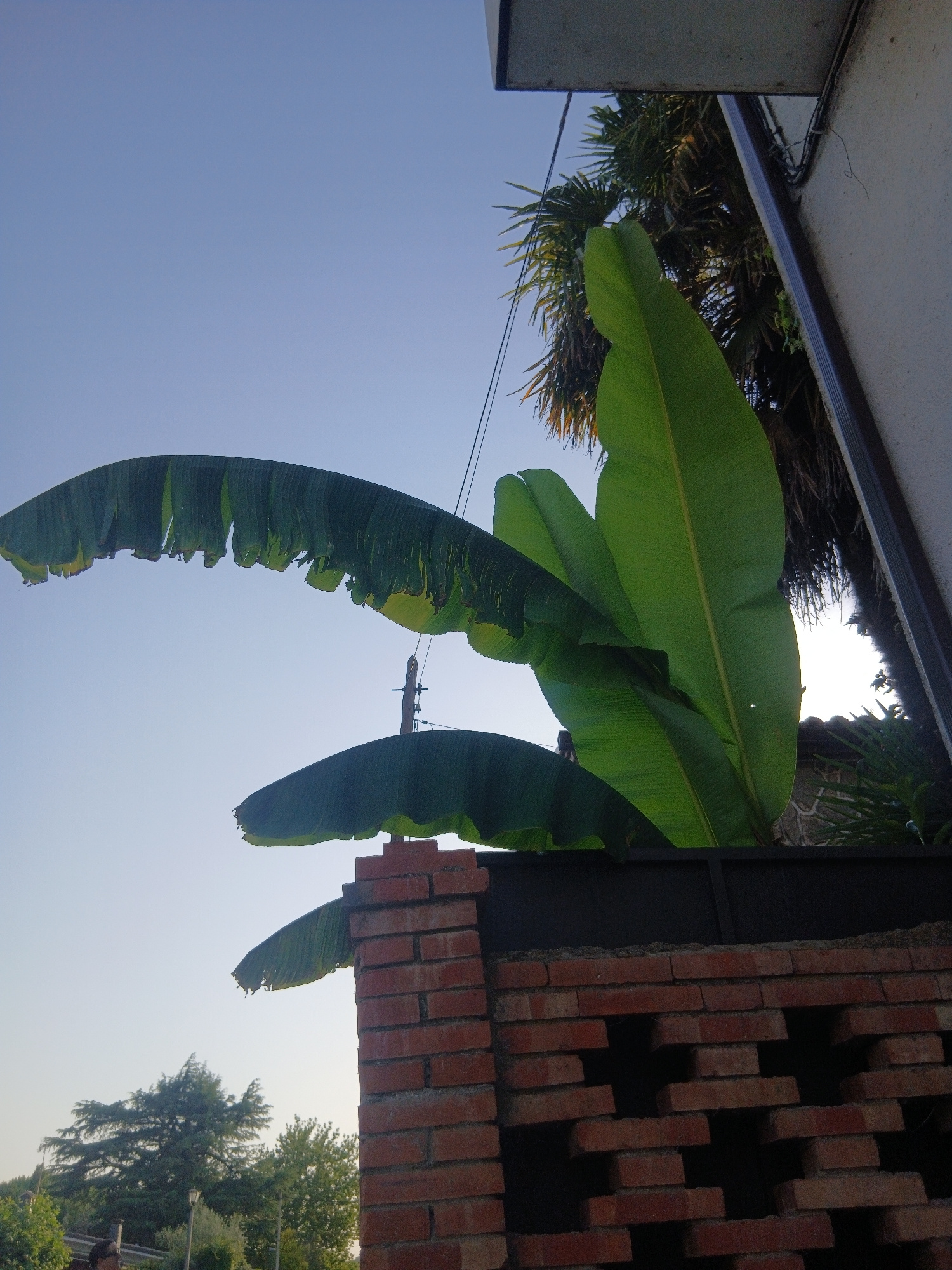 The image shows a view from a low angle looking up at a clear sky, with large green banana leaves dominating the foreground. The leaves are vibrant green, with some showing signs of wear and tear, particularly along their edges. Behind the banana leaves, a palm tree is visible, along with the corner of a building with white and grey walls. A section of a red brick wall is also present, with an intricate pattern of alternating bricks creating openings. In the distance, the tops of green trees are visible against the sky. The overall scene suggests an outdoor environment, possibly a garden or courtyard, with tropical or subtropical vegetation. The lighting indicates it is daytime, with the sun likely high in the sky given the bright conditions. The image does not show any people or specific actions. The location of Navaluenga, Spain is not visually identifiable from the image itself.
