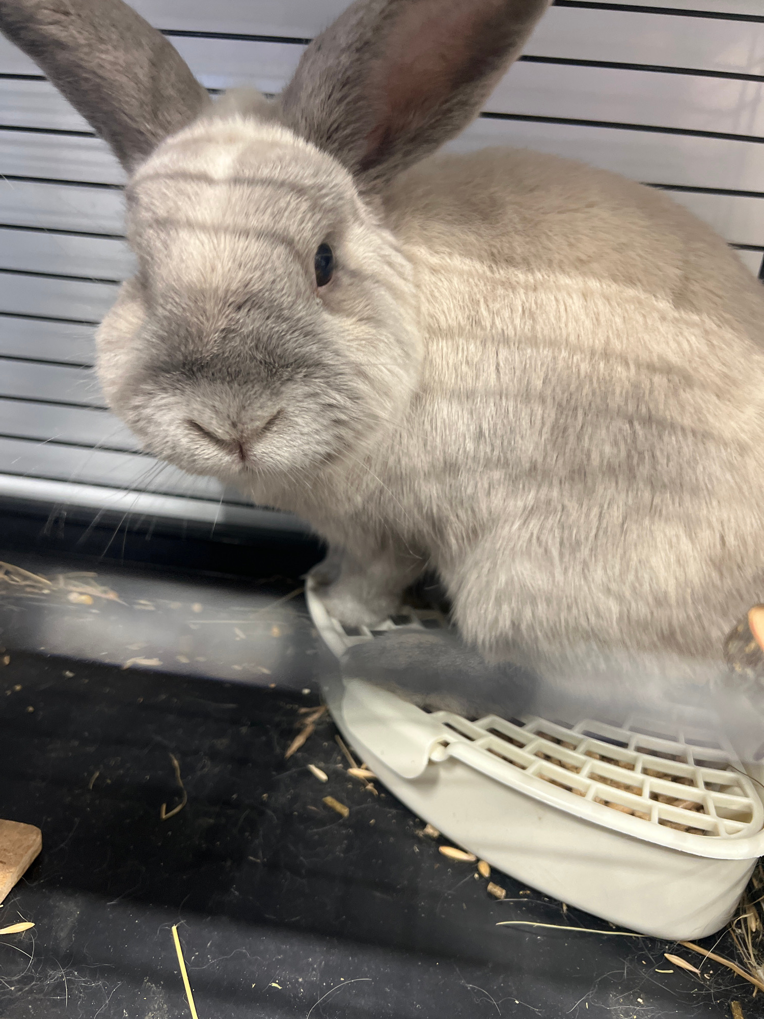 A close-up, vertically oriented shot shows a light gray rabbit inside a cage. The rabbit's fur is soft and appears to be a solid light gray color, with darker gray markings on its ears and face. Its eye is visible, dark and beady. The rabbit's snout and whiskers are also prominent. In the background, the black bars of the cage are visible, as is a white plastic food or water dispenser with a slatted opening, filled with what appears to be rabbit food. The bottom of the cage is a black plastic tray, with some hay and straw scattered around. The lighting suggests it is daytime, possibly indoors. There is no visible text in the image.