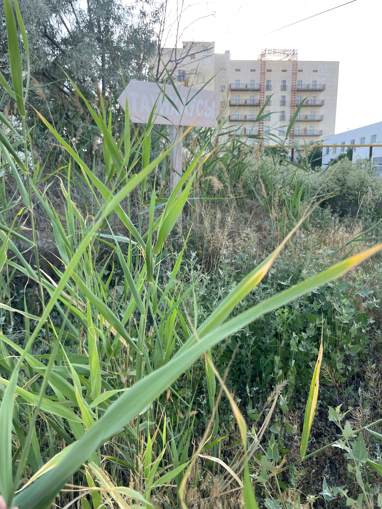 An outdoor, eye-level, medium shot captures a weathered, light-colored arrow-shaped signpost partially obscured by tall green grass and reeds in the foreground. The sign displays Cyrillic lettering, which appears to read "ТАИМАСЫ". In the background, a multi-story building with a light-colored facade and balconies is visible. Adjacent to it, another building with a white facade and windows can be seen. The environment suggests a semi-urban or coastal setting, consistent with the location of Aktau, Kazakhstan, known for its proximity to the Caspian Sea and its modern architecture interspersed with natural coastal vegetation. The lighting is soft, indicating it may be late afternoon or early morning.