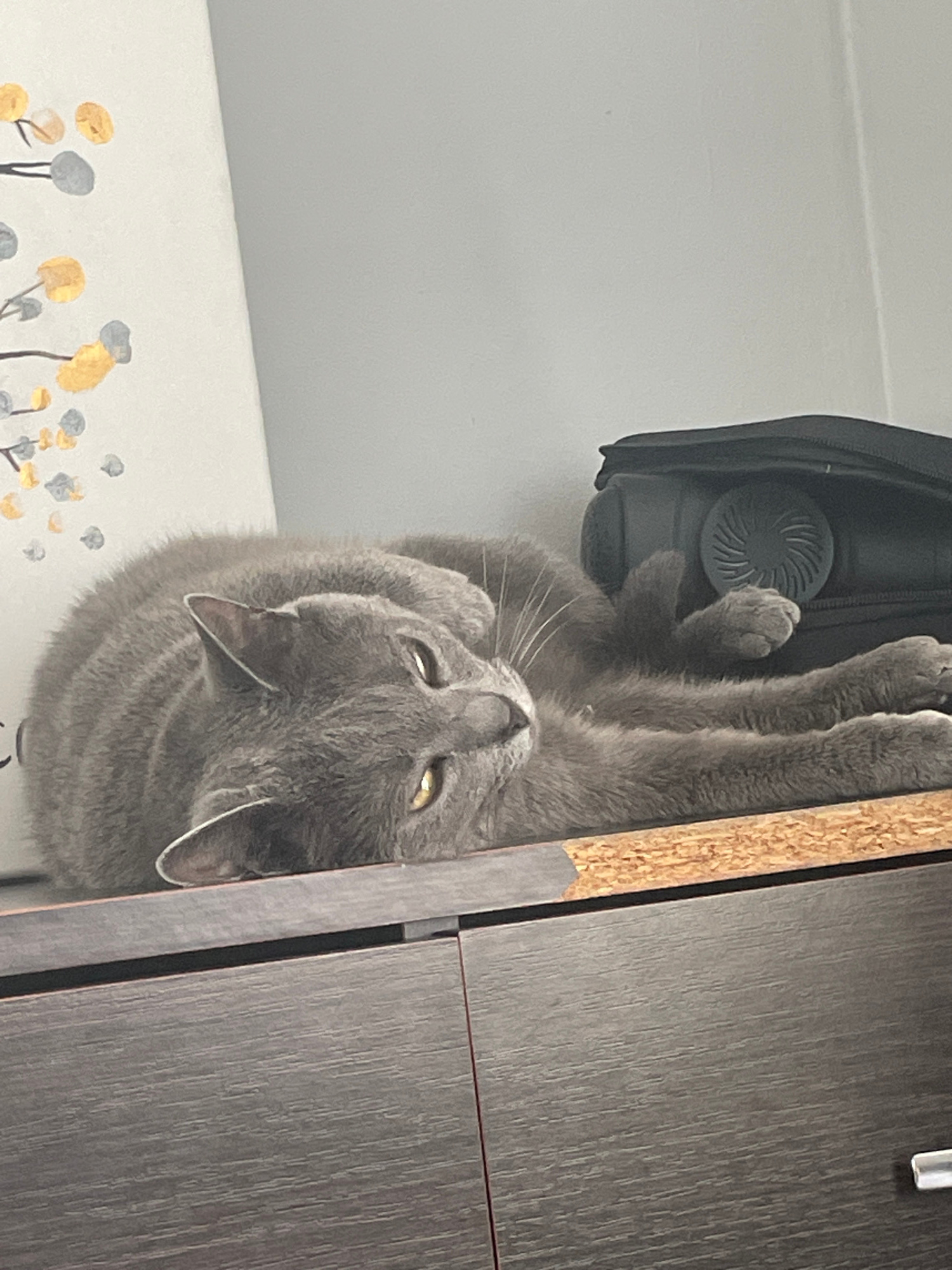 A gray cat is hanging upside down from a black object, likely a bag or backpack, by its front paws. Its hind legs are dangling freely. The cat's eyes are yellow and partially closed, giving it a relaxed or sleepy appearance. The background shows a wooden cabinet on the right and a white wall with a decorative pattern of gray and yellow circles on stems on the left. The lighting suggests it is daytime, but there are no specific clues about the time of day or weather. The cat's posture and expression indicate a playful or comfortable moment, possibly during a moment of rest or a playful activity. No text is visible in the image.