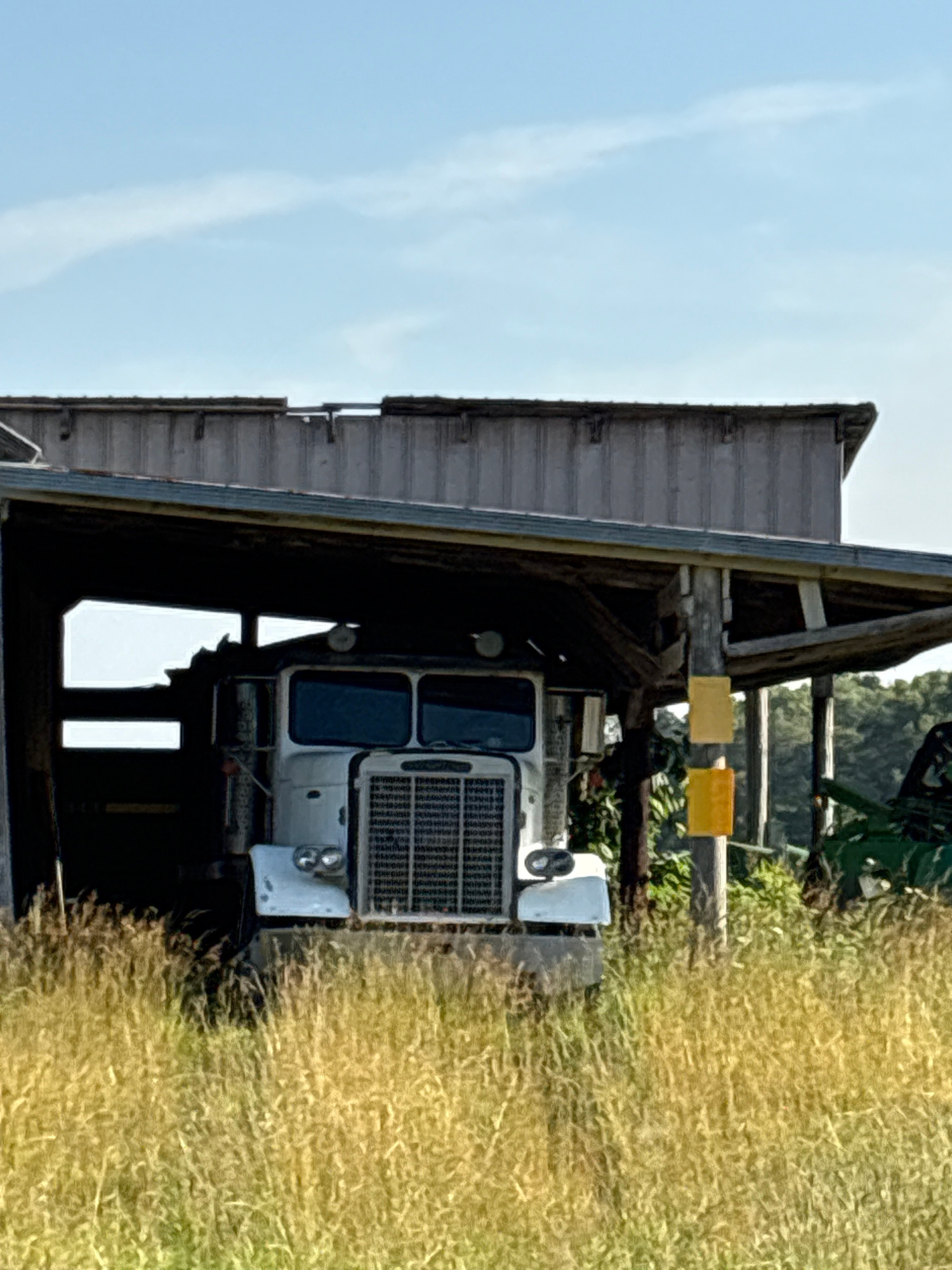 The image shows the front of a white semi-truck parked under a rustic wooden structure. The truck has a large chrome grille and two headlights. The structure appears to be an open-sided barn or shelter, with wooden beams supporting a corrugated metal roof. To the left of the truck, a portion of a grey siding structure is visible, suggesting it might be part of a larger building.
Behind the truck and the shelter, a grassy field stretches into the background. The grass appears tall and somewhat dry, with a yellowish-green hue. In the far background, a cluster of green trees is visible against a bright, clear blue sky with wispy white clouds. The lighting suggests it is daytime, possibly late morning or early afternoon, given the brightness of the sky.
Two rectangular objects, one yellow and one orange, are attached to the wooden structure above and to the right of the truck's cabin. These might be signs or decorations. The overall setting seems to be rural, consistent with a farm or agricultural area. There is no visible text in the image. The scene appears still and quiet, with no people or immediate activity depicted. The orientation of the photo is somewhat tilted, making the ground appear to the right of the frame.