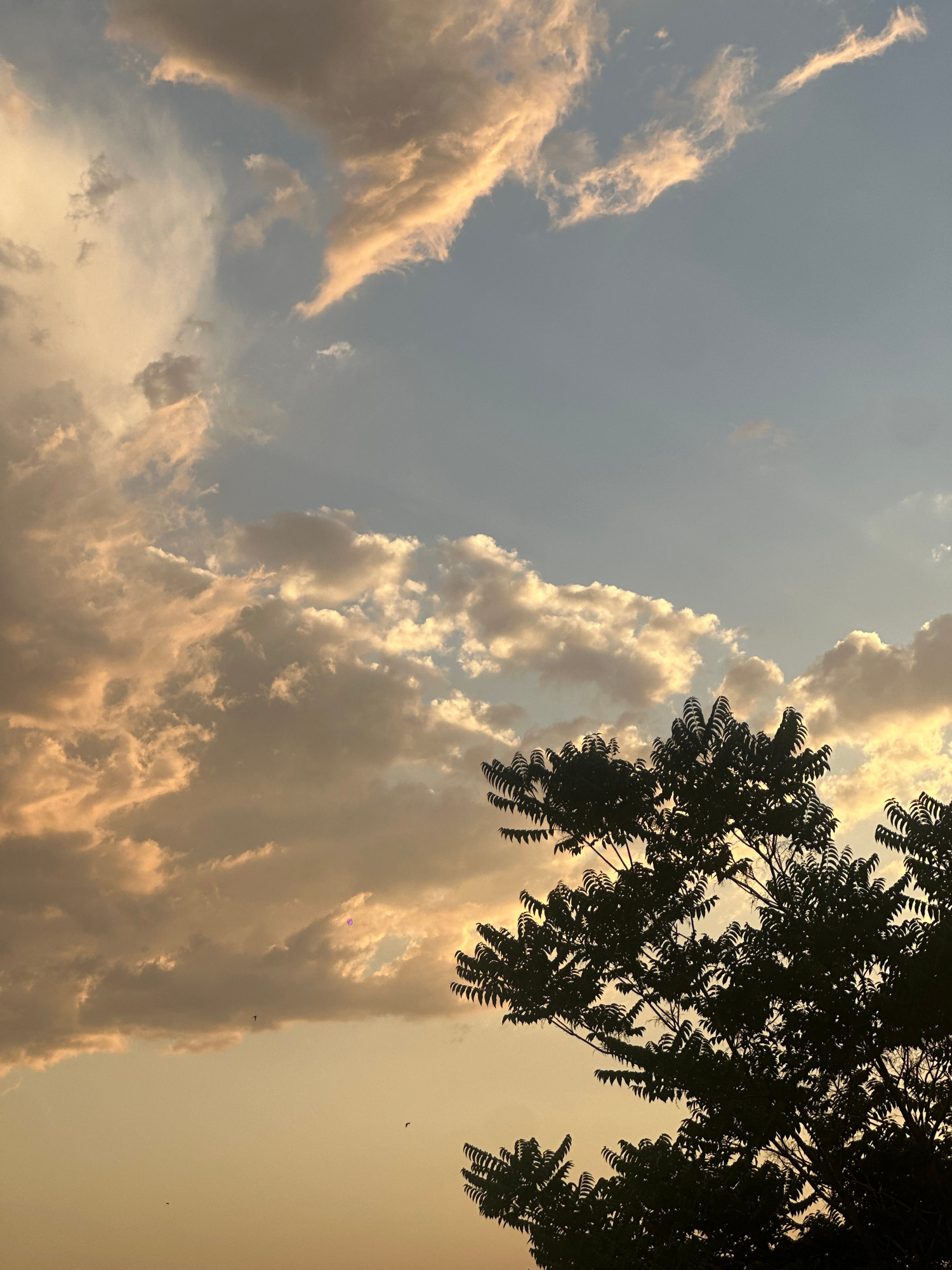 The image captures a twilight sky with scattered clouds illuminated by the setting sun, casting a warm, golden glow. In the foreground, the silhouetted branches of a tree with serrated leaves are visible against the sky. The scene is set in Yerevan, Armenia. There are no people or discernible actions depicted in the image. The environment is an outdoor scene with a focus on the sky and a tree.
