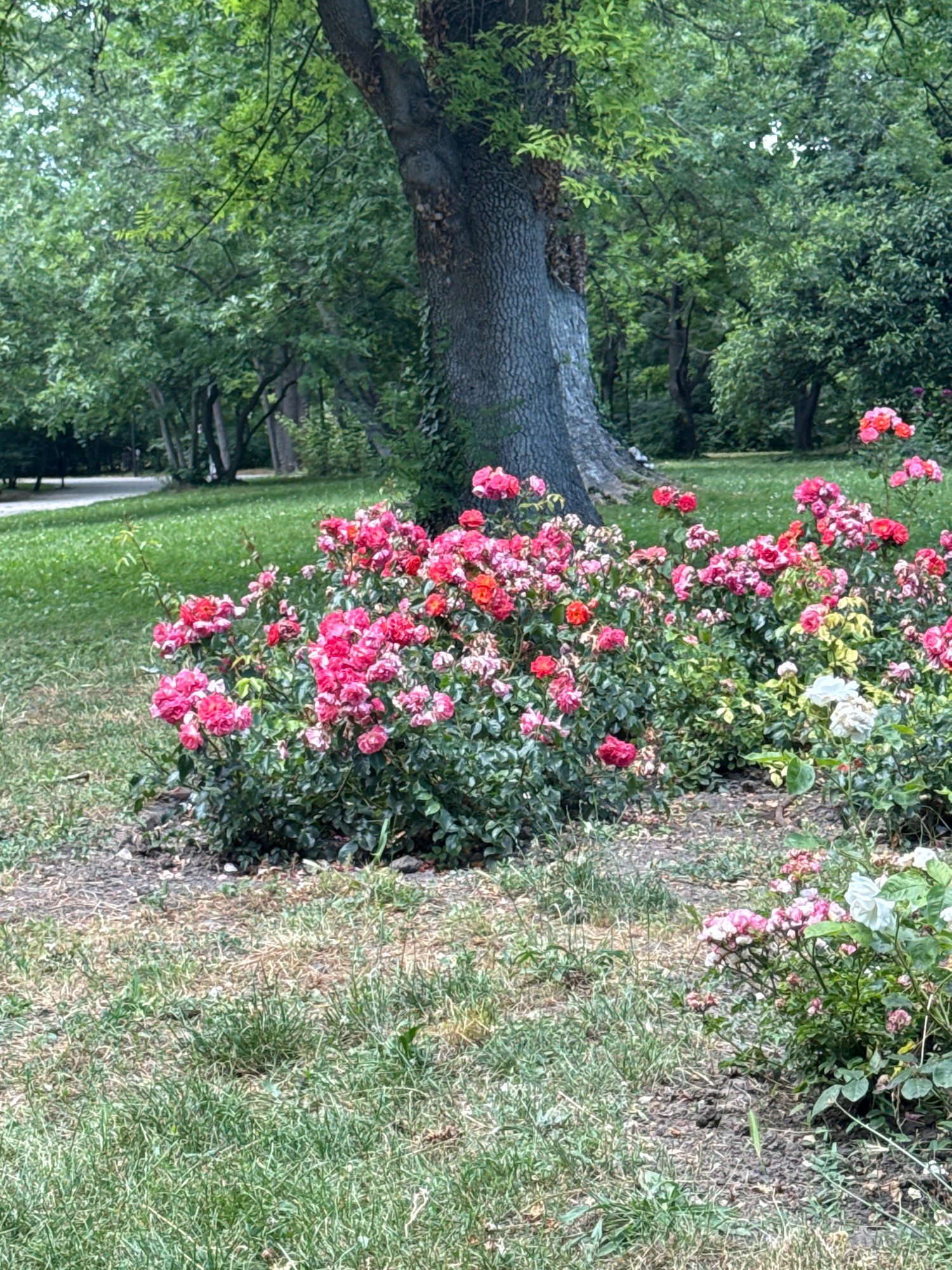 A close-up, vertical shot showcases a blooming rose bush with vibrant pink and red flowers. The roses are clustered together, with some buds still appearing to be tightly closed. The bush is lush and full of green leaves, with a single white rose adding contrast to the colorful display. In the background, the textured bark of a large tree is visible, its trunk thick and gnarled. Beyond the tree, a path winds through a grassy area, bordered by more trees with dense green foliage. The scene appears to be outdoors, likely in a garden or park, with soft lighting suggesting it might be a cloudy day or early morning. The overall impression is one of natural beauty and tranquility.