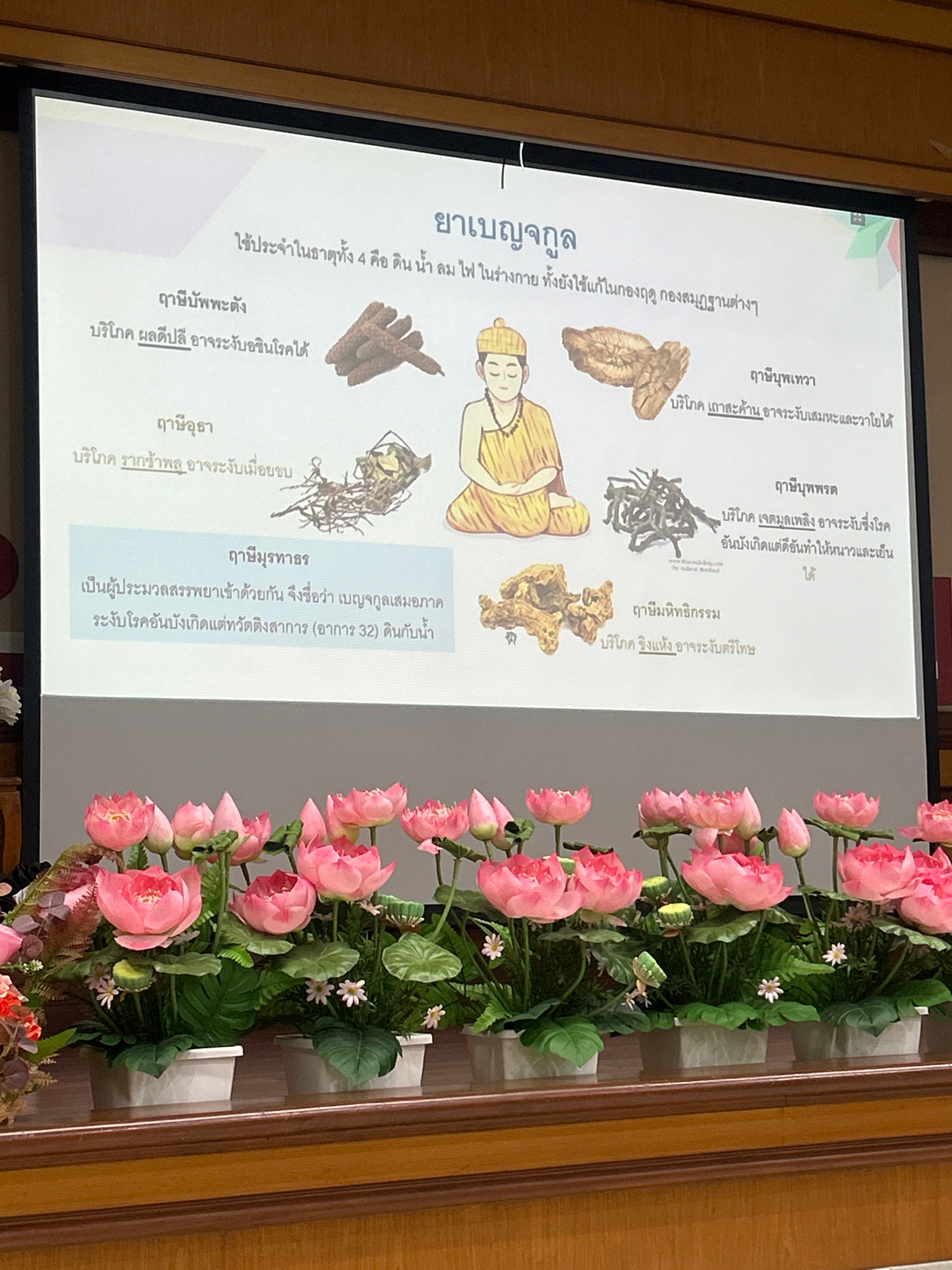 The image shows a projection screen displaying information about "ยาเบญจกูล" (Benjakoon medicine). The screen is divided into sections with Thai text and accompanying images of herbs and a Buddhist monk. The top of the screen features the title "ยาเบญจกูล" in large font. Below the title, it states "ใช้ประจำในธาตุทั้ง 4 คือ ดิน น้ำ ลม ไฟ ในร่างกาย ทั้งยังใช้แก้ในกองก ถุง สมฐานต่างๆ" (Used regularly in the 4 elements: earth, water, air, fire in the body, and also used to solve various disorders).
There are several listed categories of "ยาเบญจกูล" with descriptions and images:
* **ธาตุบรรพะตั้ง** (Thaibunphawa tang) with an image of root-like objects. The text reads: "บริโภค ผลดี ปลี อาจจะจับในโรคได้" (Consumption of good results, could catch disease).
* **ธาตุอุรุลา** (Thathu urula) with an image of dried roots. The text reads: "บริโภค รากซ่าพล อาจจะจับเมื่อยซบ" (Consumption of Sawplae roots may cause fatigue).
* **ธาตุบุษทรา** (Thathaphutsa) with an image of dried, dark, twig-like herbs. The text reads: "บริโภค เจรมุ สเทลิ ง อาจระงับโรค อันบังเกิดแต่ถี่ทำ ให้หนาวและเย็น ได้" (Consumption of Jeramu Saliding may suppress diseases caused by chills and cold).
* **ธาตุหทิรกรรม** (Thathahatira kam) with an image of a lumpy, dried root. The text reads: "บริโภค รังแห้ง อาจจะจับ ตรีโทข" (Consumption of dried nests may cause Trithok).
* **ธาตุบุรมาส** (Thathaburamas) with a boxed section containing the text: "เป็นผู้ประมวลสรรพยาเข้า ด้วยกัน จึงชื่อว่า เบญจกูลเสมภาค ระงับโรคอันบังเกิดแต่ท วัตติงการ (อาการ 32) ดินกับน้ำ" (It is a compilation of various medicines together, therefore it is called Benjakool Semapak, suppressing diseases arising from the 32 symptoms of earth and water).
A seated figure of a Buddhist monk in yellow robes is depicted on the screen. The screen is projected onto a white surface, likely a projector screen, and the image is captured in a room with wooden paneling at the top. In the foreground, there is a display of artificial pink lotus flowers arranged in white rectangular pots. This scene appears to be an indoor presentation or lecture, possibly within an educational institution or a cultural center in Pathum Thani Town Municipality, Thailand.