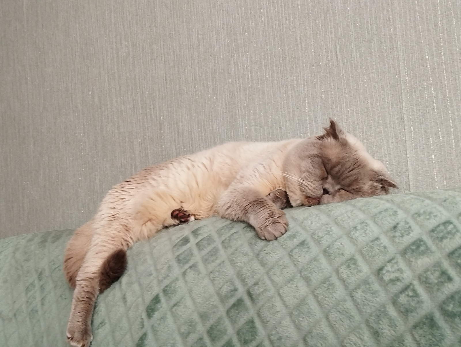 A light-colored cat with dark points is sleeping on a quilted, light green sofa. The cat is positioned horizontally across the sofa, with its head resting on its paws and its body draped over the edge. The background is a textured, light gray wall. The scene appears to be indoors, possibly in a residential setting. There is no information provided to locate this scene in Kaliningrad, Russia.