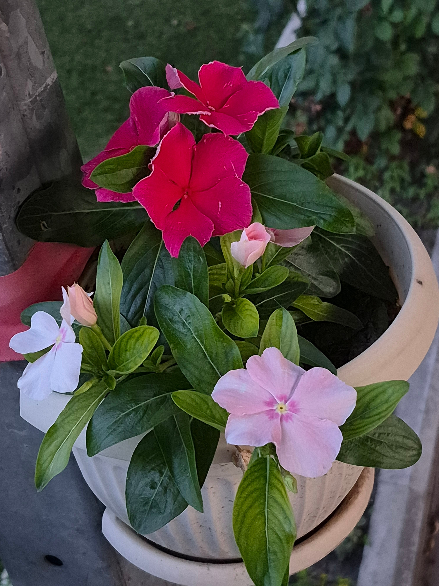 A close-up, eye-level, medium shot captures a white ceramic planter overflowing with vinca flowers and green leaves. The planter is positioned outdoors, possibly in a garden or on a balcony, with a blurred background of green foliage and a gray pole to the left. The flowers are a mix of vibrant pink, soft pink, and white, with some buds also visible. The lighting appears to be natural, casting soft shadows and highlighting the textures of the leaves and petals. The overall scene conveys a sense of natural beauty and tranquility.