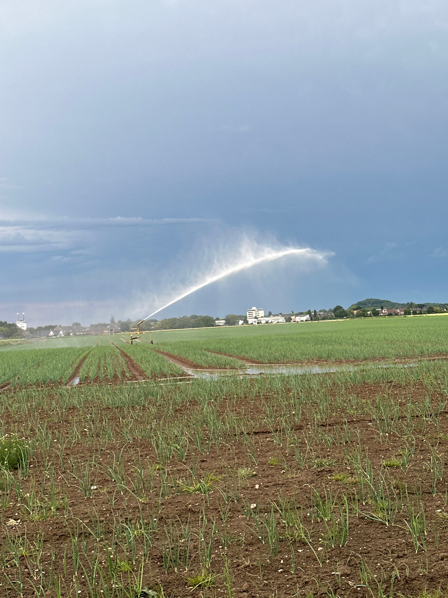 This image captures an agricultural landscape under a dramatic sky. In the foreground, a field of young green onions, planted in neat rows, covers the dark brown earth. Some rows show signs of standing water. In the middle ground, a large irrigation system is actively watering a different field, its stream of water arcing across the sky, catching the light. Beyond this, a town with houses and some larger buildings is visible, nestled against a backdrop of green trees and rolling hills. The sky is filled with dark, heavy clouds, with a bright, illuminated spray of water from the irrigation system creating a striking contrast against the ominous sky. The location is identified as Krefeld, Germany, suggesting this is an agricultural area on the outskirts of the city. There are no people visible in the image.