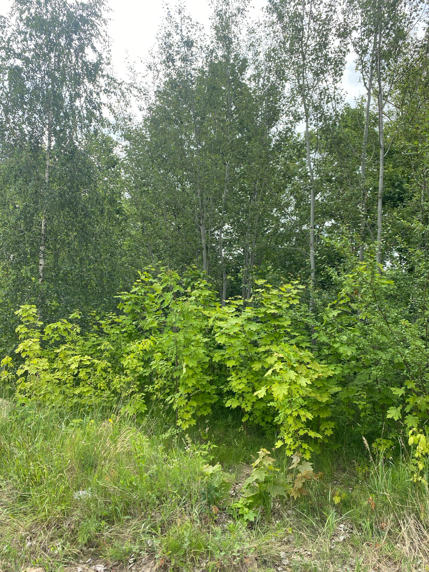 This media file depicts a natural scene with a focus on vegetation. The primary subjects are trees and grass. On the left side of the image, a row of slender trees with light-colored bark is visible. Their branches are laden with small, green leaves. To the right of these trees, a denser growth of leafy bushes and trees with broader, lobed leaves is apparent, with some of these leaves exhibiting a yellowish-green hue. The foreground is characterized by a patch of tall, green grass, interspersed with some dry, brown foliage and a few scattered leaves on the ground. The overall impression is that of an outdoor, natural environment.
The image appears to have been captured during daylight hours, as evidenced by the bright illumination and the presence of shadows. The weather seems to be fair, with the sky visible in the background through the tree canopy, appearing overcast or hazy. There are no visible people or man-made objects, and no text is present in the image. The location context suggests a rural area in Belarus. The scene evokes a sense of natural tranquility and growth.