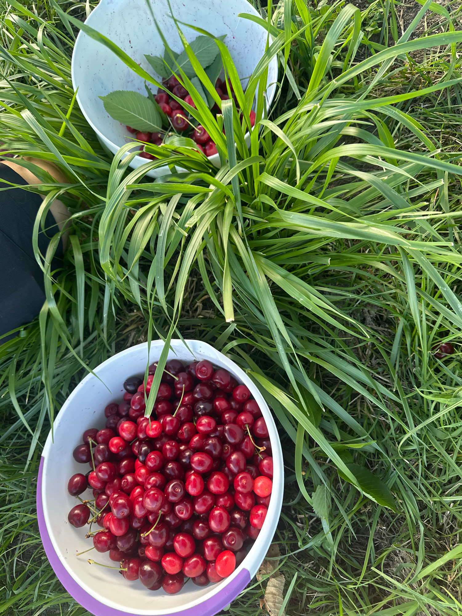 In Höslwang, Germany, on a sunny day, a person is picking cherries. Two white buckets are filled with ripe, red cherries. One bucket is in the foreground, full of cherries, while the other is in the background, partially obscured by tall green grass. The grass is lush and green, indicating it is likely springtime or summer. The overall scene suggests a bountiful harvest and a pleasant outdoor activity.