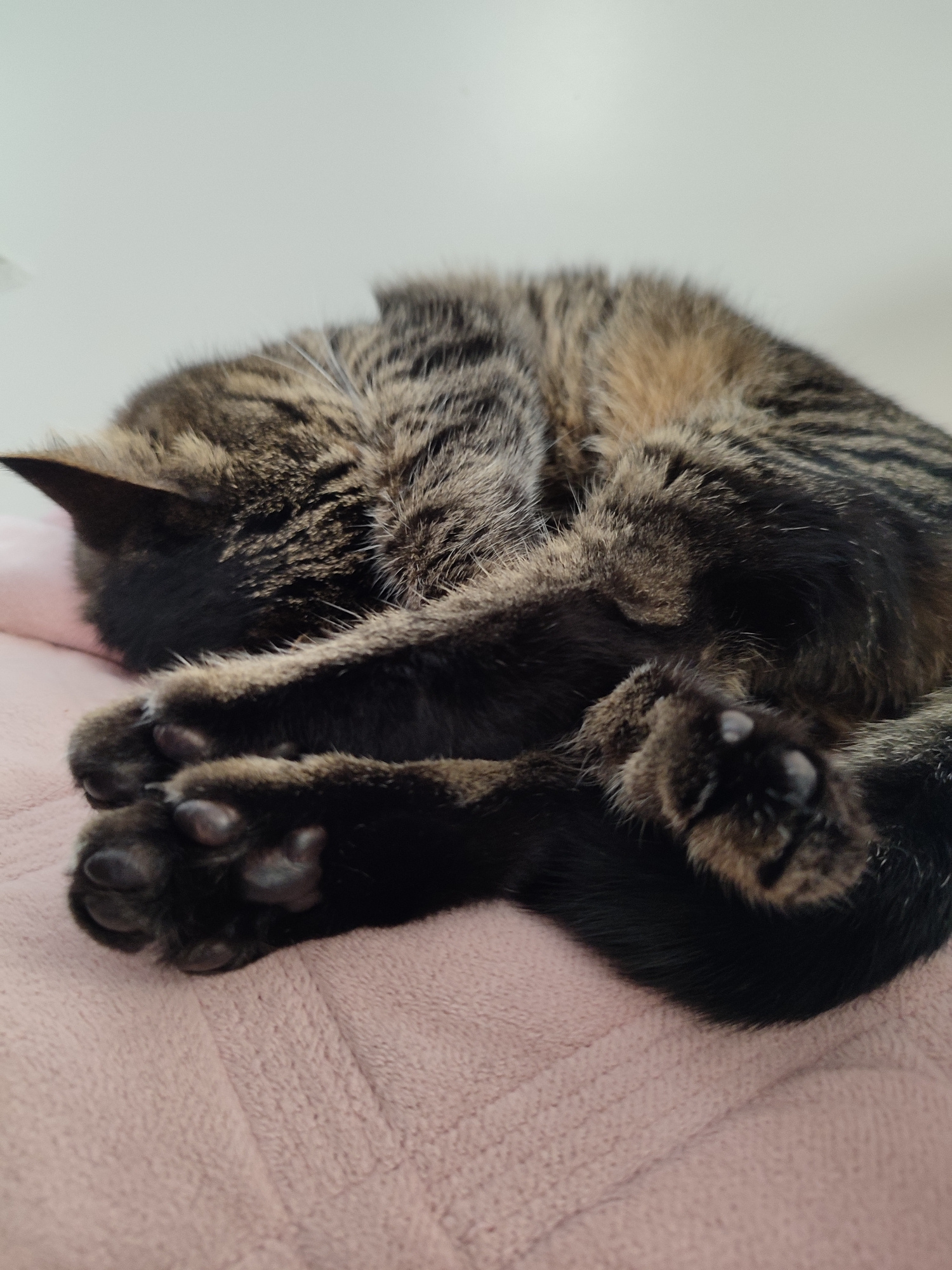 A close-up, low-angle shot shows a tabby cat curled up and sleeping on a pink textured surface. The cat's fur is a mix of brown, black, and tan stripes. Its paws are tucked in, with the toes visible. The cat's head is turned away from the camera and tucked into its body, obscuring its face. The background is a plain, light-colored wall. The image does not provide any information that would indicate a location in Murino, Russia, or any specific city.