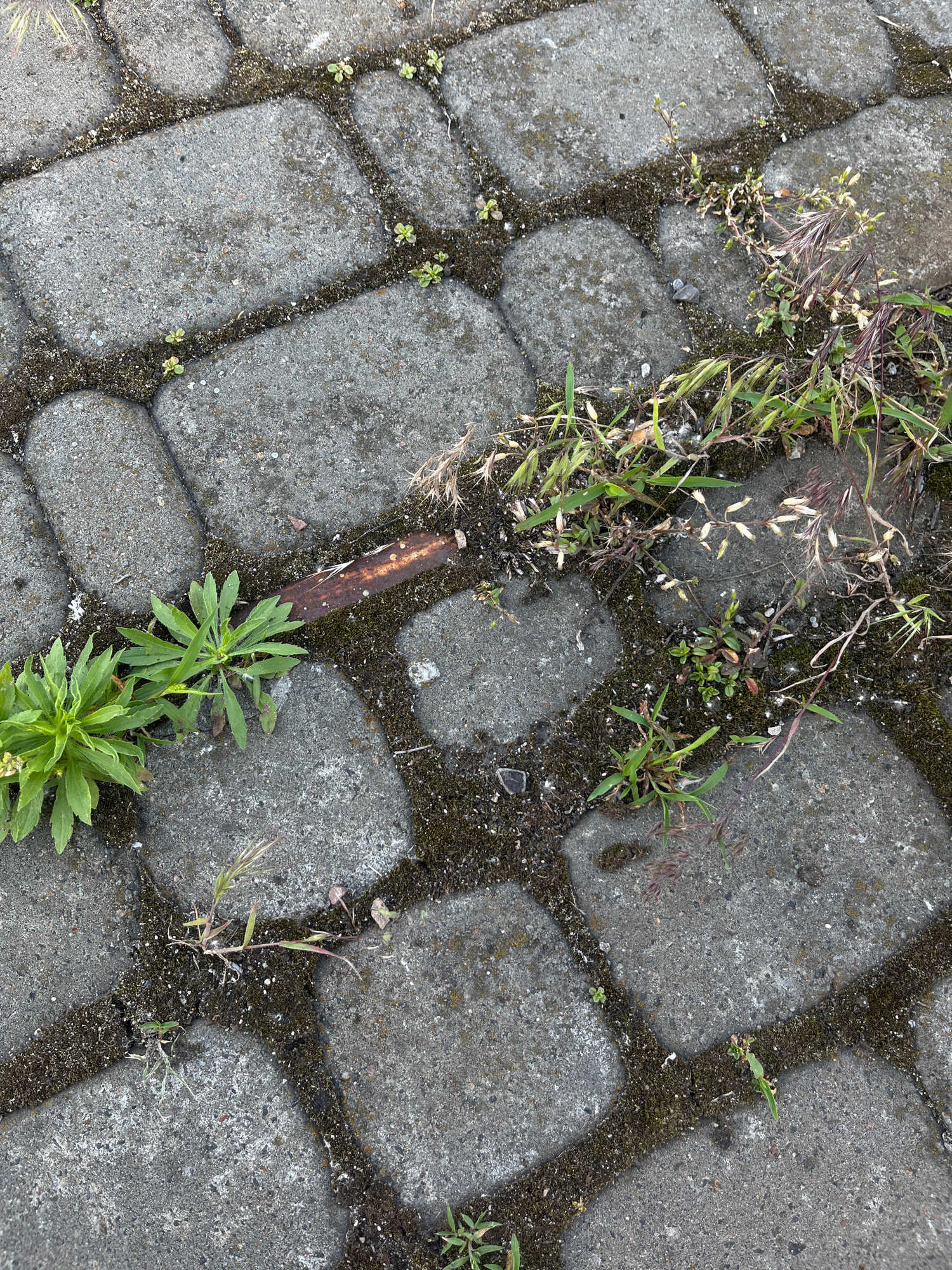 A close-up, high-angle shot shows a section of weathered gray interlocking concrete pavers, likely part of a city sidewalk or pathway. The pavers are arranged in a staggered, brick-like pattern, with dark green moss and scattered small weeds growing in the gaps between them. In the lower left quadrant, a clump of vibrant green leafy plants with small buds is pushing through the moss. To the right of this clump, a rusty metal object, possibly a fragment of rebar or a similar piece of debris, lies embedded in the mossy joint. Several other sparse weeds and grasses are visible throughout the scene, some with dried, purplish seed heads. The lighting suggests it is daytime, with soft shadows indicating an overcast sky or dappled sunlight. No people are visible in the image. The scene is devoid of specific identifying features that would place it in Kyiv, Ukraine, beyond the general urban context suggested by the paving stones.