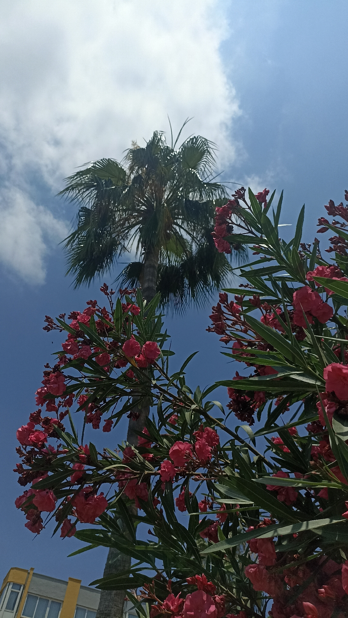 A low-angle, full shot captures a palm tree against a bright blue sky dotted with white clouds. In the foreground, vibrant pink oleander flowers and green foliage fill the right side of the frame, obscuring a portion of the palm tree's trunk. To the lower left, the upper floors of a building with yellow and gray sections are partially visible. The scene is set in the city of Yenişehir, Turkey.