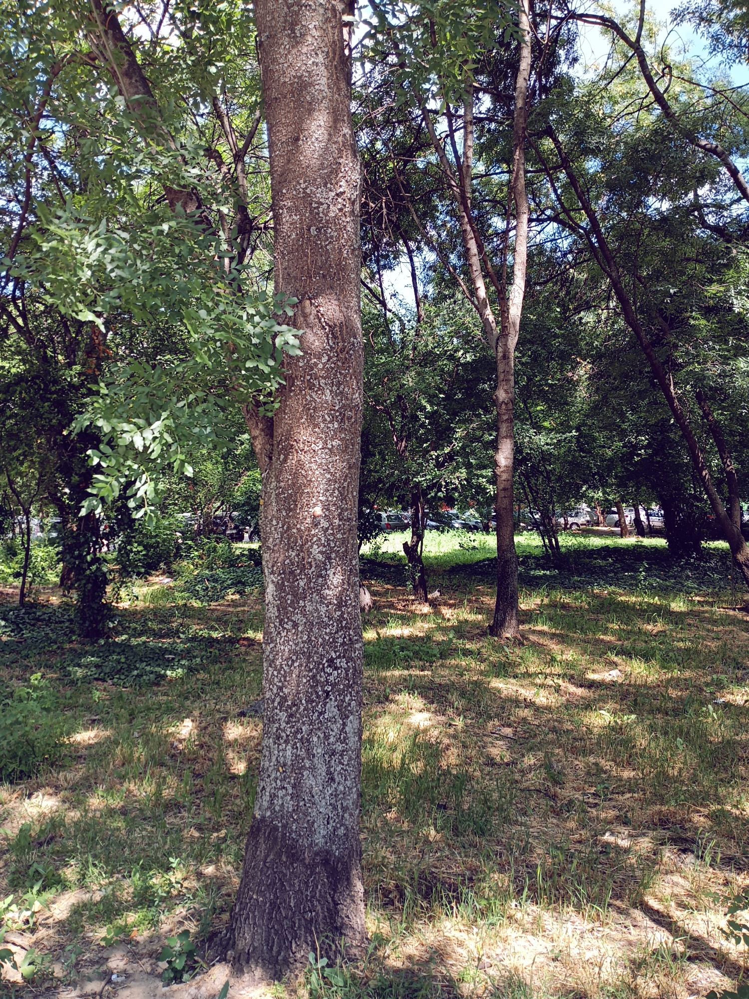 This media file depicts a park scene in Sofia, Bulgaria. The image is oriented vertically, showing a lush green park with trees and dappled sunlight on the grass. A large tree trunk runs horizontally across the foreground, dominating the frame. Its bark is rough and textured, with patches of lichen or moss. In the background, more trees create a dense canopy, with glimpses of the sky peeking through. The ground is covered in grass, some of which appears dry and sparse, interspersed with shadows from the trees. Further in the distance, a path or clearing is visible, with what appear to be people and possibly playground equipment, though they are out of focus. The overall impression is one of a peaceful, sunlit day in a natural setting. The lighting suggests it is daytime, likely mid-morning or afternoon, given the strong shadows cast by the trees. No text is visible in the image.